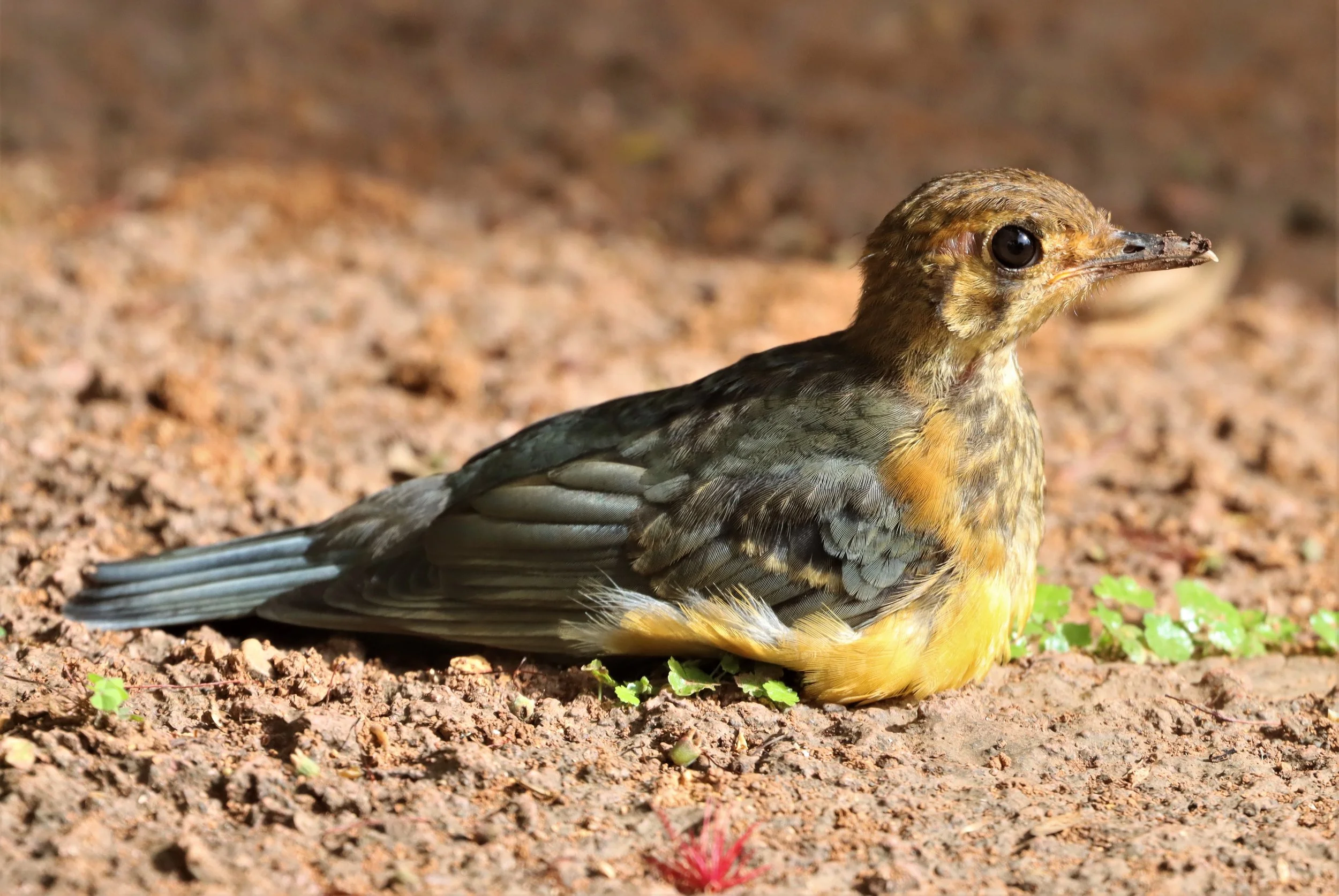 Orange-headed Thrush (Zoothera citrina) Doi Ang Kang Chiang Mai (22).jpg