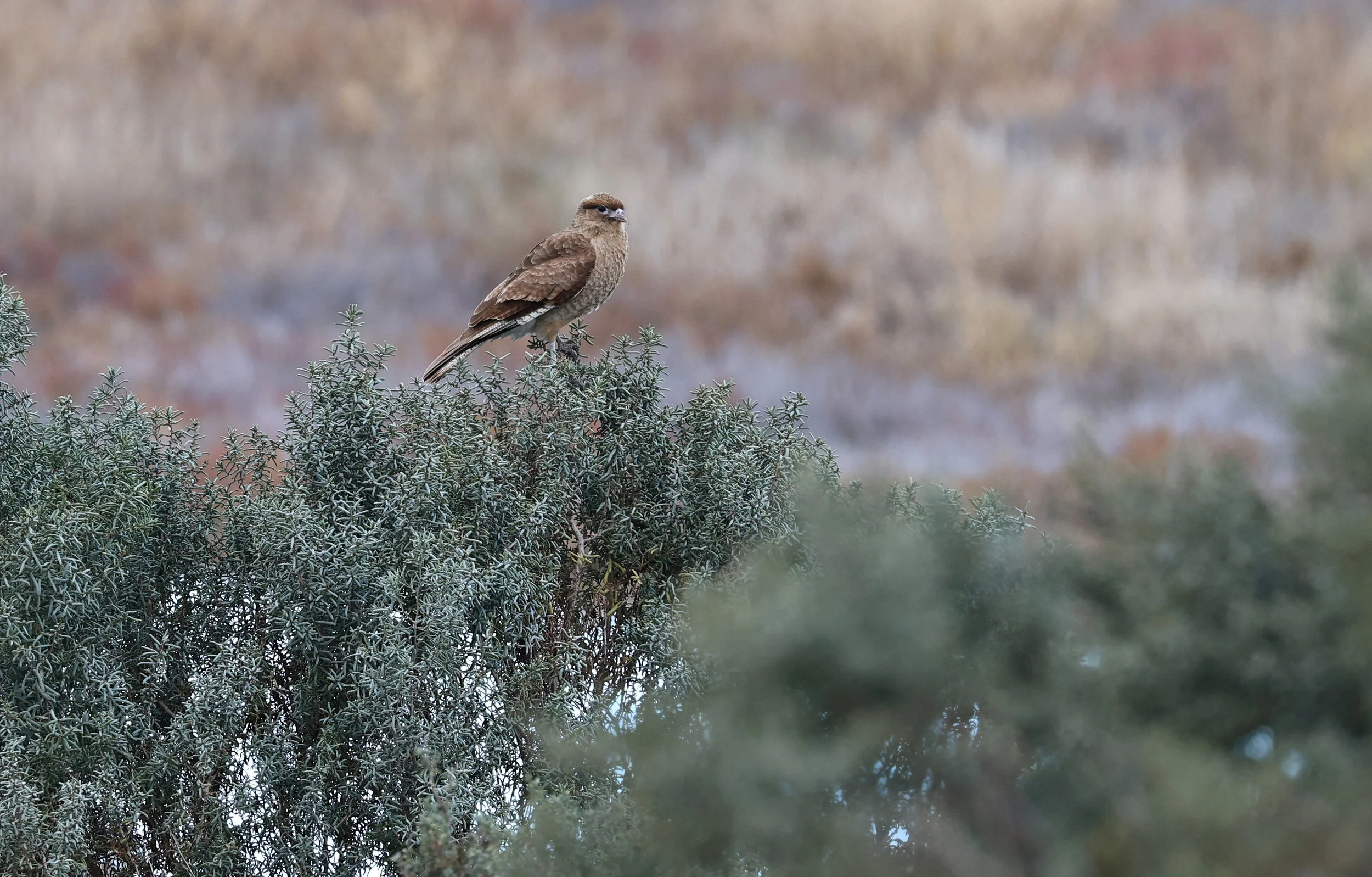 Chimango Caracara (Daptrius chimango) Lagunas del Ornitólogo, Trelew Argentina (3).jpg