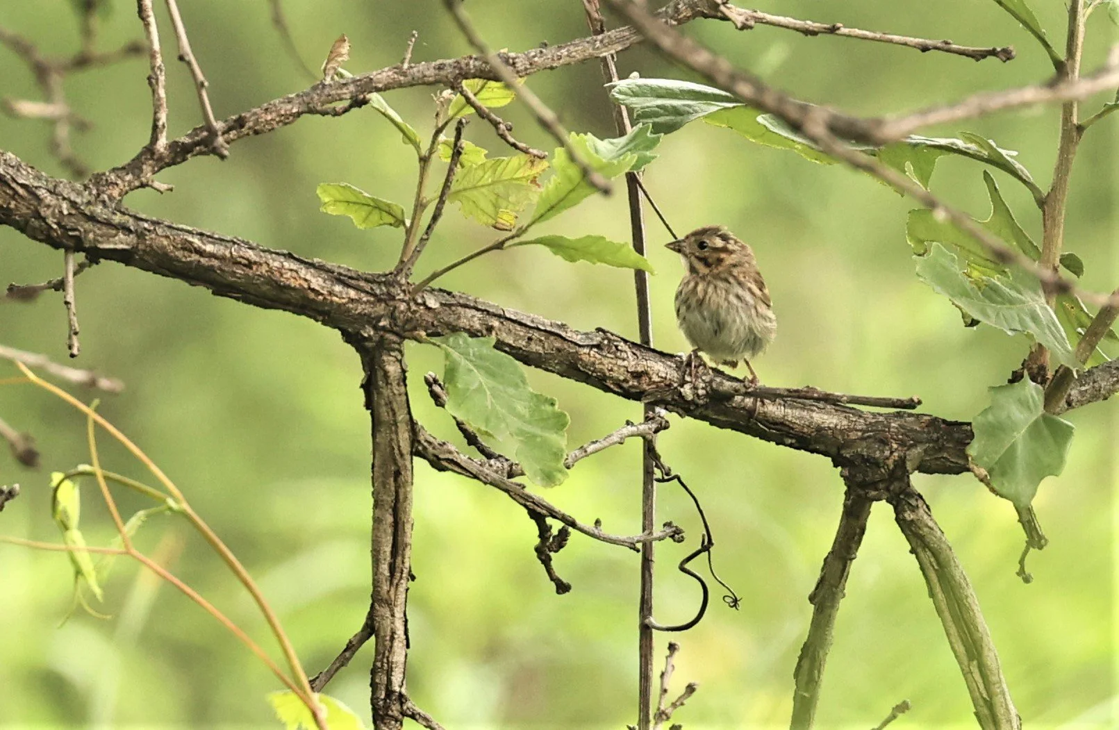 Lincoln's Sparrow (Melospiza lincolnii) Lincoln Marsh Wheaton Illinois (6).jpg