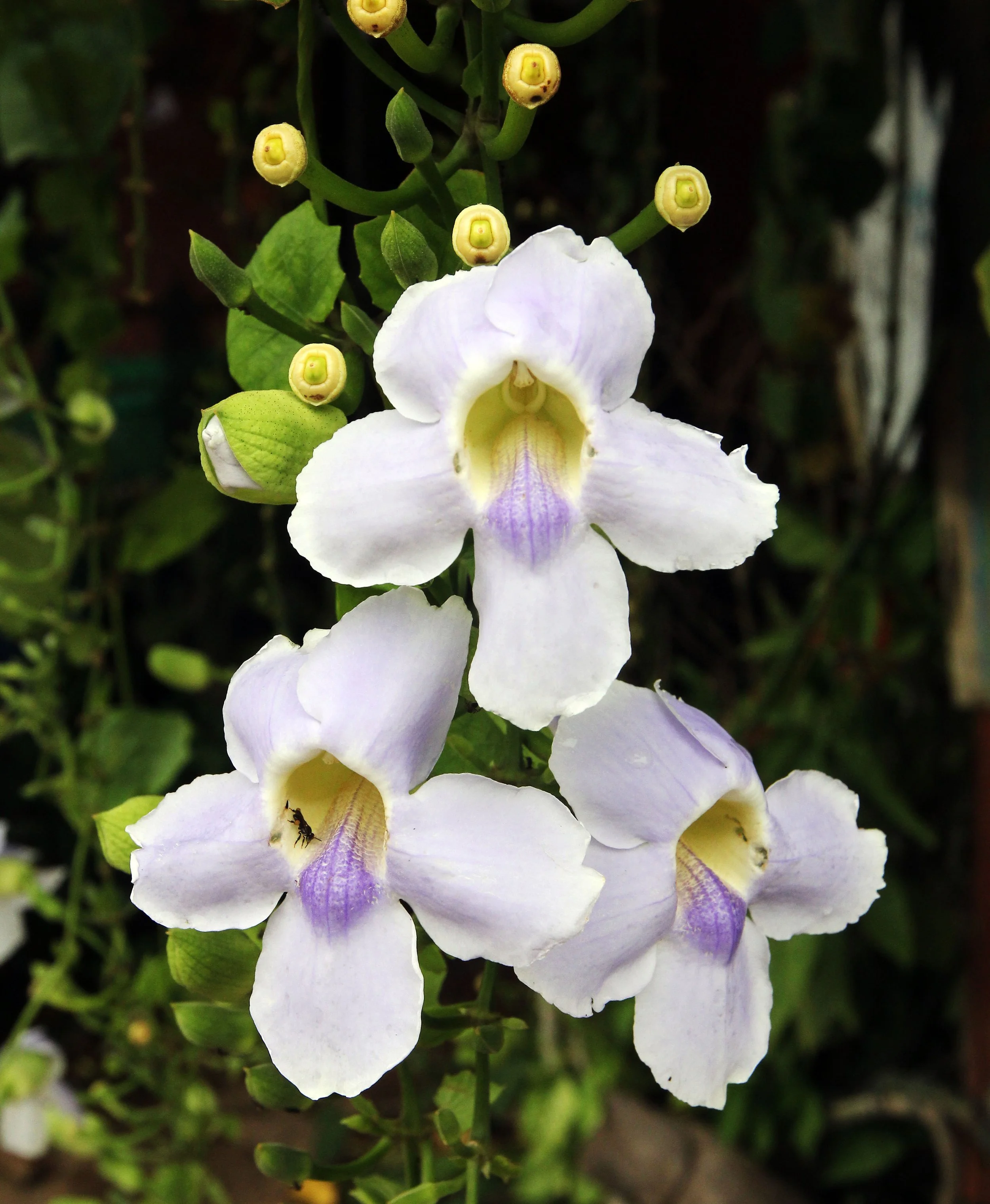 2015 Koh Lanta Summer Misc Images (160).JPG