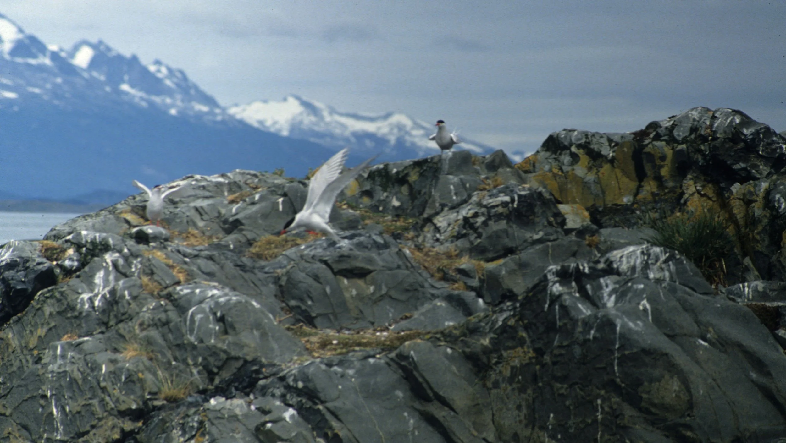 BIRD - TERN - ANTARCTIC -  BEAGLE CHANNEL.jpg