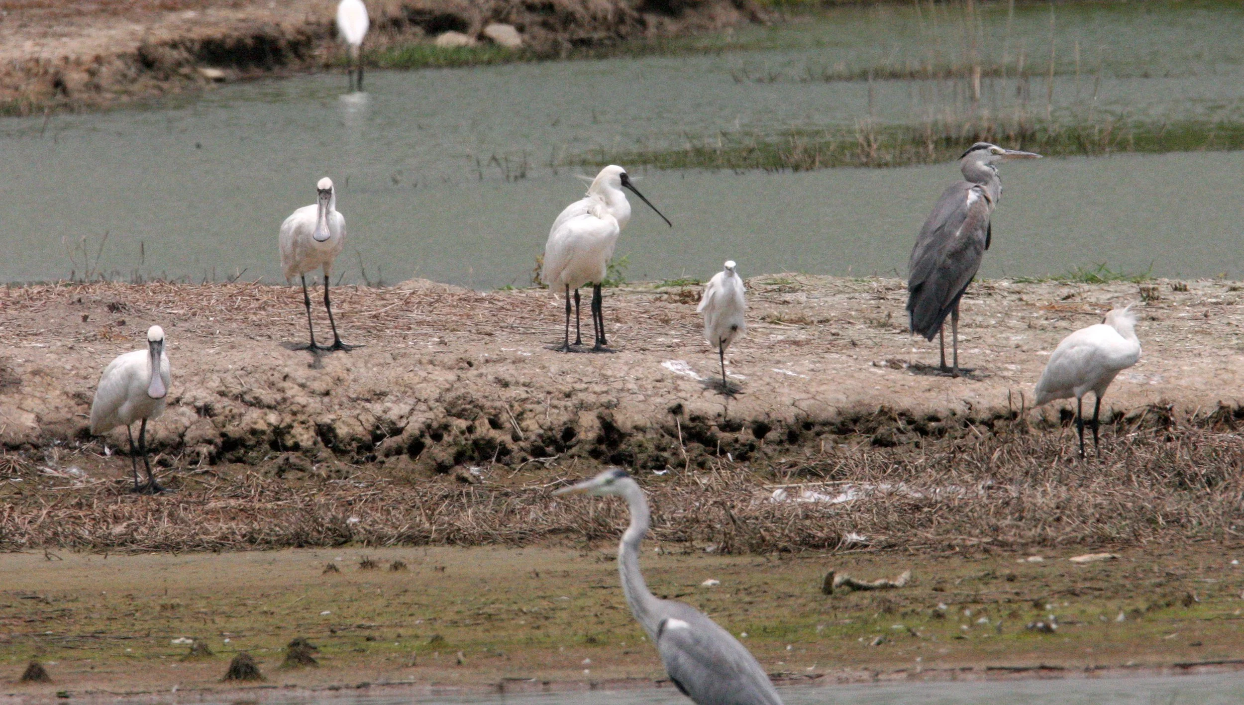 SPOONBILL - BLACK-FACED SPOONBILL - Platalea minor - MAI PO WETLANDS HONG KONG (83).JPG