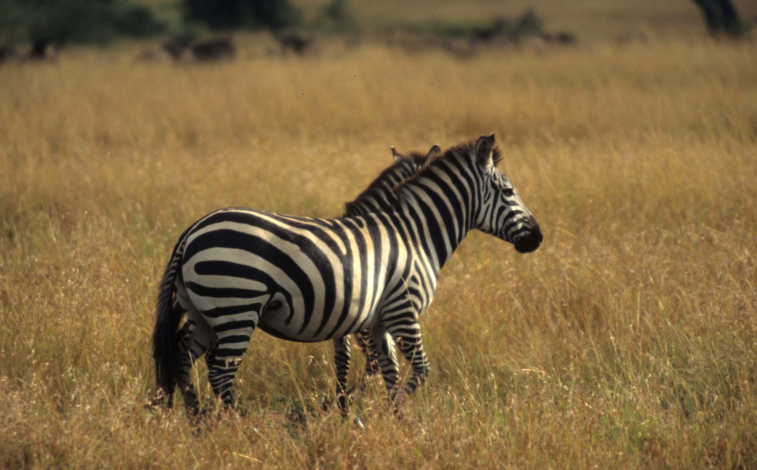 EQUIN - ZEBRA - COMMON - SERENGETI (11).jpg