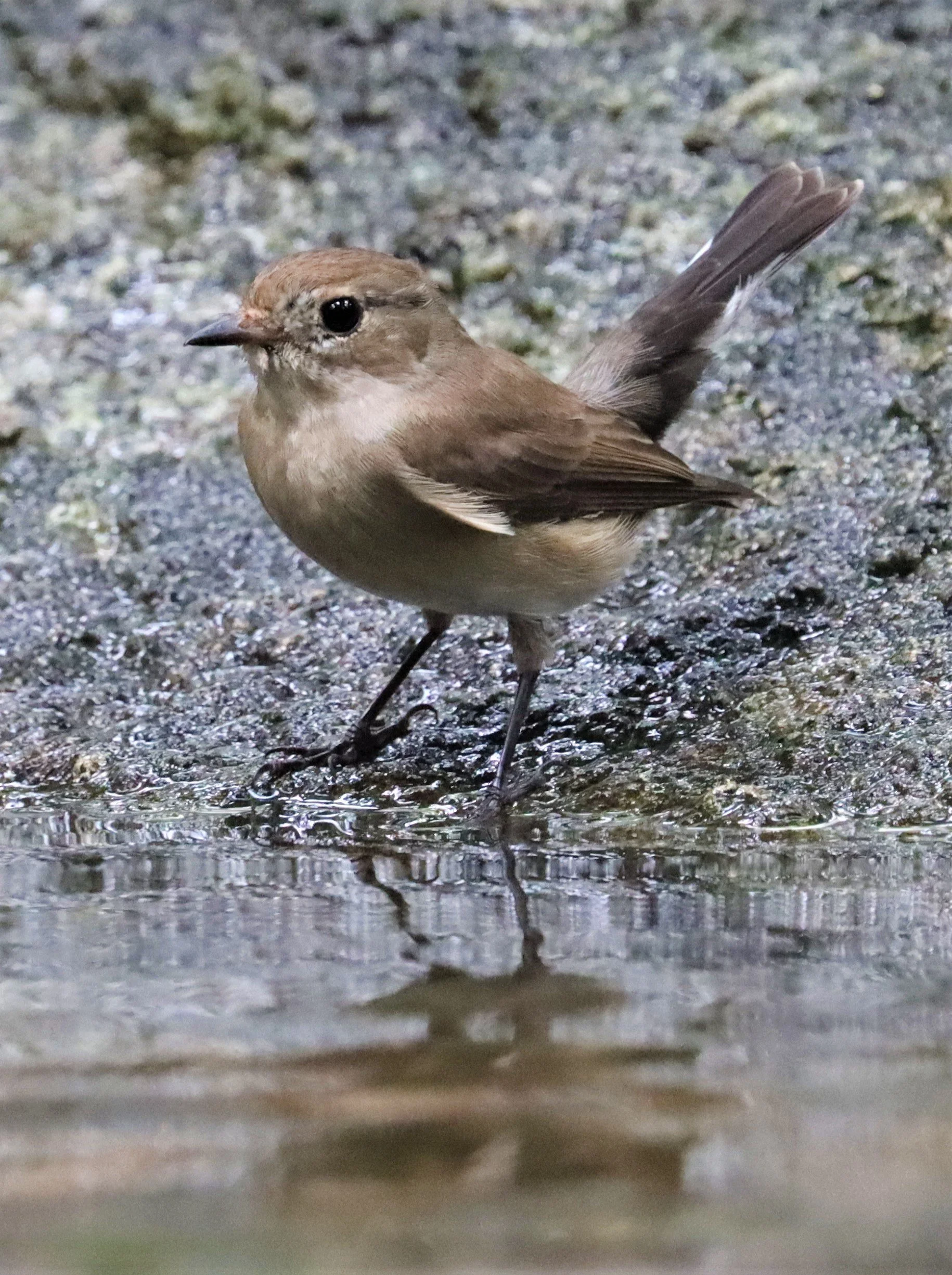 FLYCATCHER - LARGE BLUE FLYCATCHER - Cyornis magnirostris - WAT THAM PRATHUN CHONBURI (87).jpg