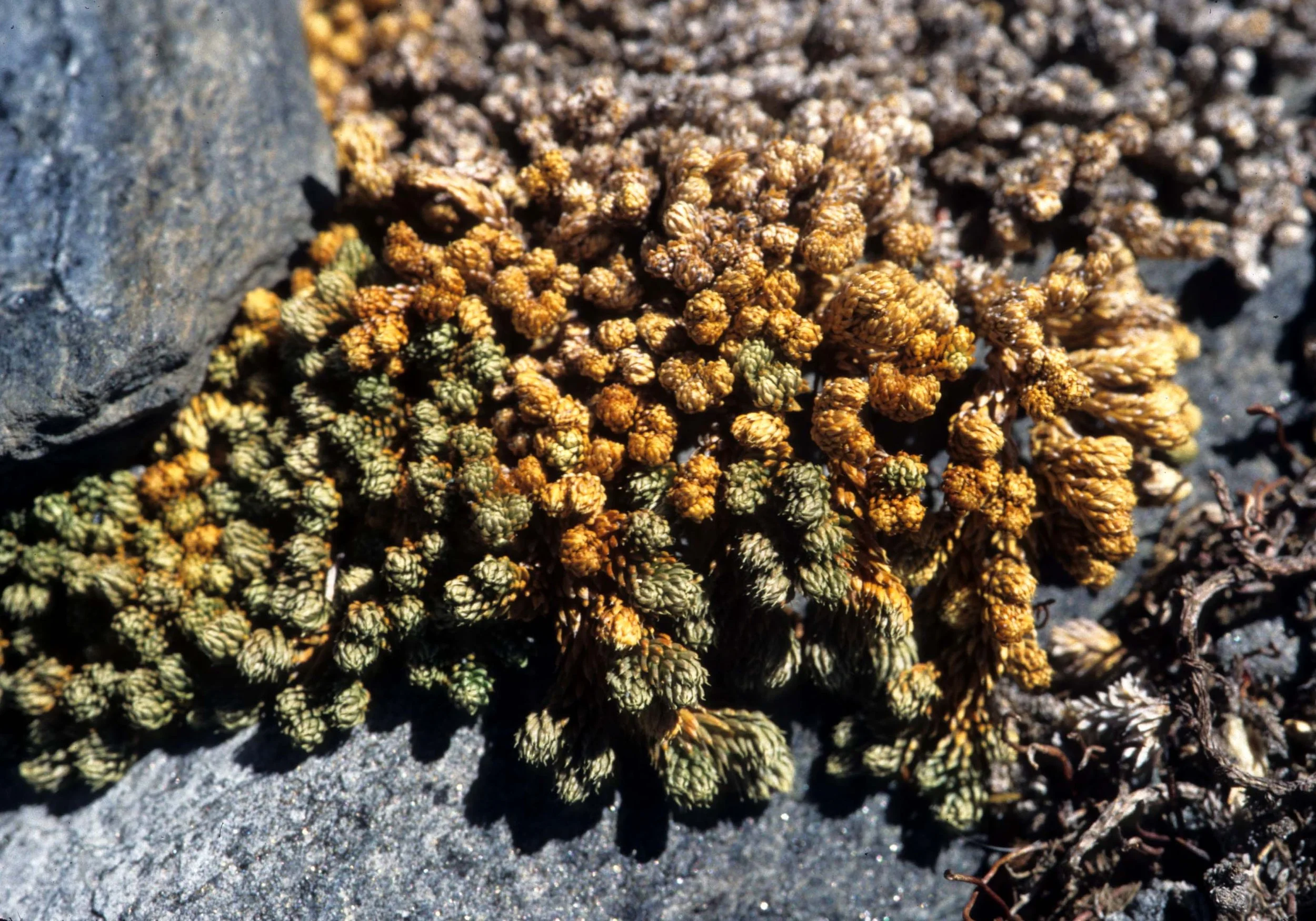 CALIFORNIA - SIERRA - PLANT SPECIES (8).jpg