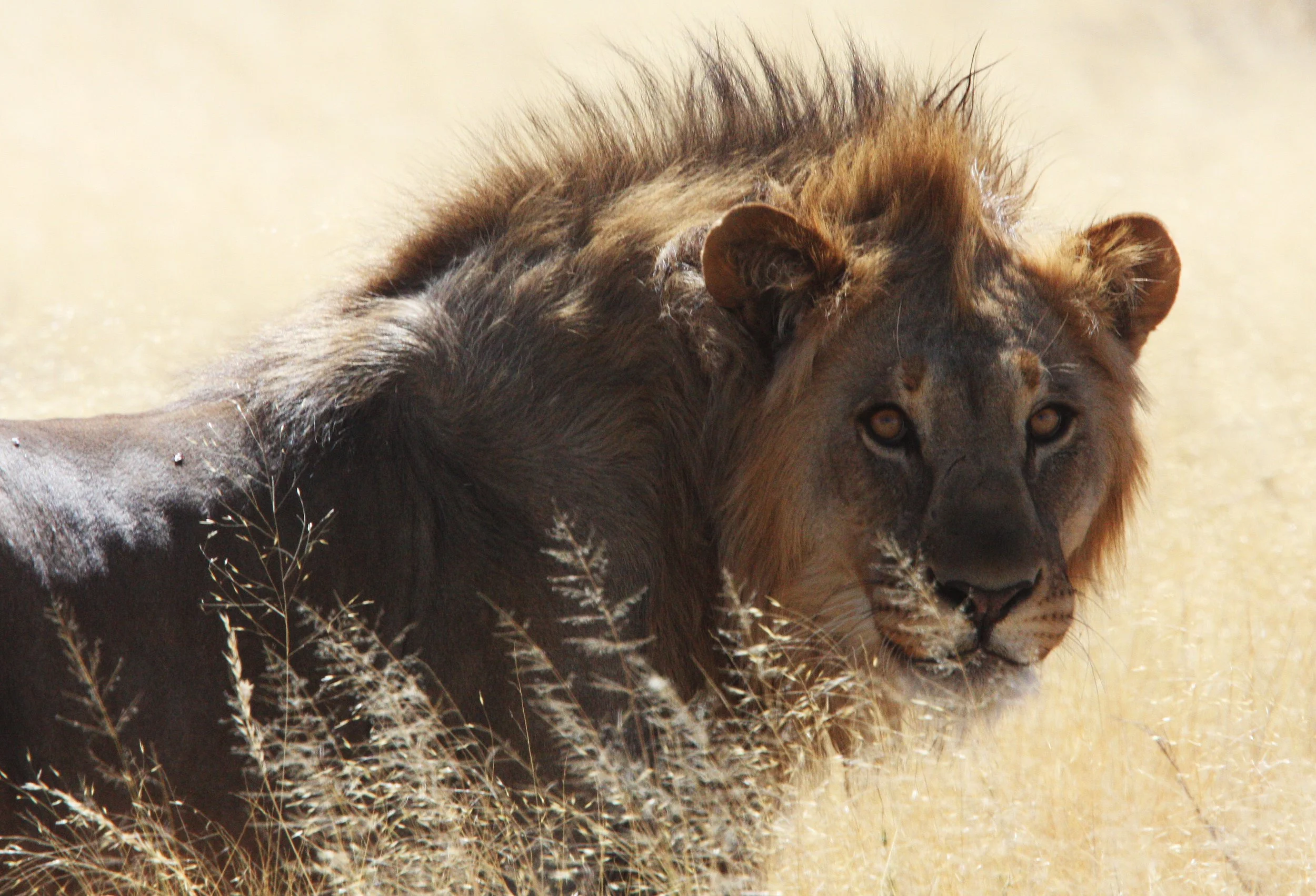 Panthera leo melanochaita - AFRICAN LION - THREE MALES - ETOSHA NATIONAL PARK NAMIBIA (214).JPG