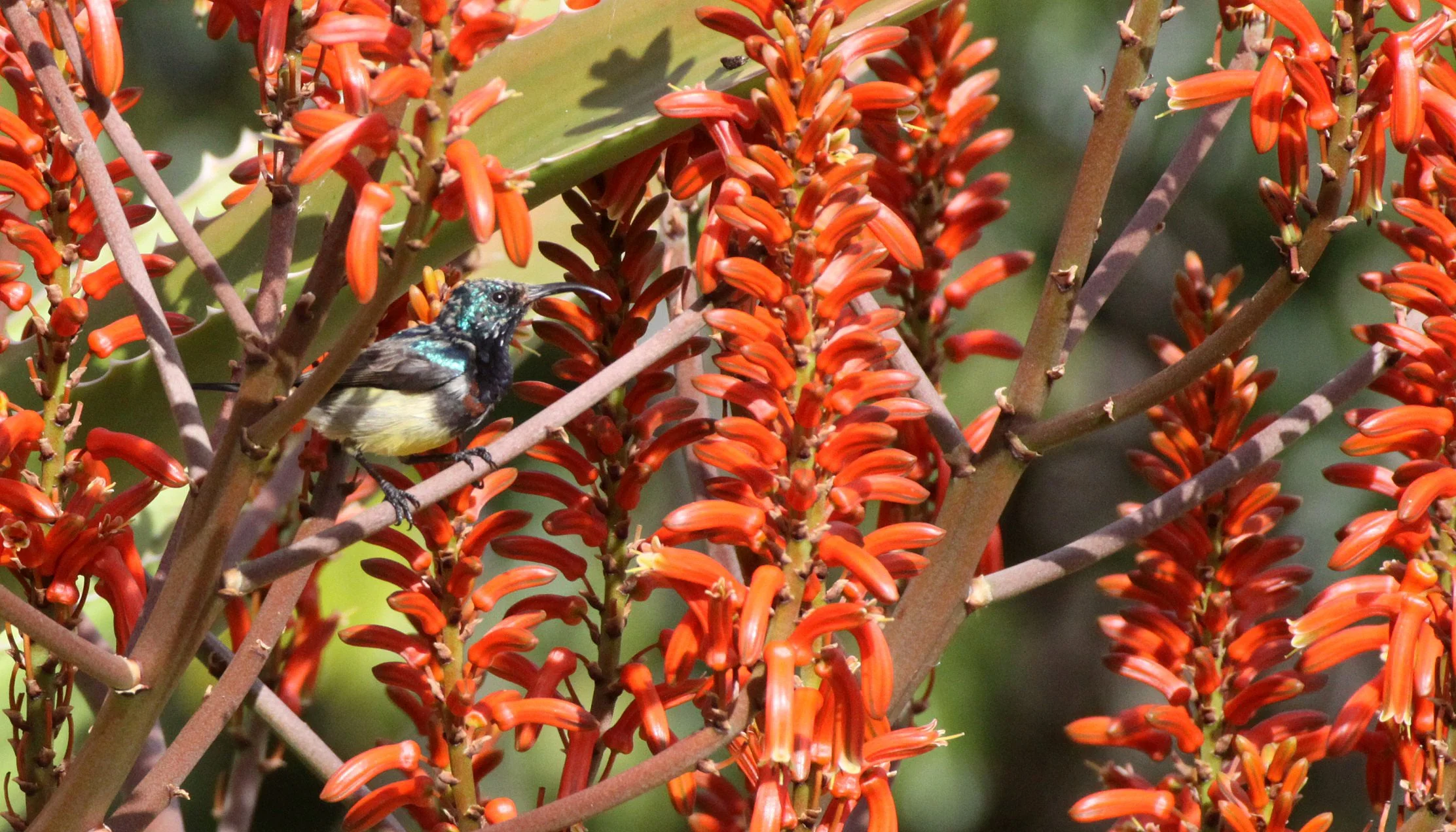 BIRD - SUNBIRD - SOUIMANGA SUNBIRD - ANDOHAHELA NATIONAL PARK MADAGASCAR (2).JPG