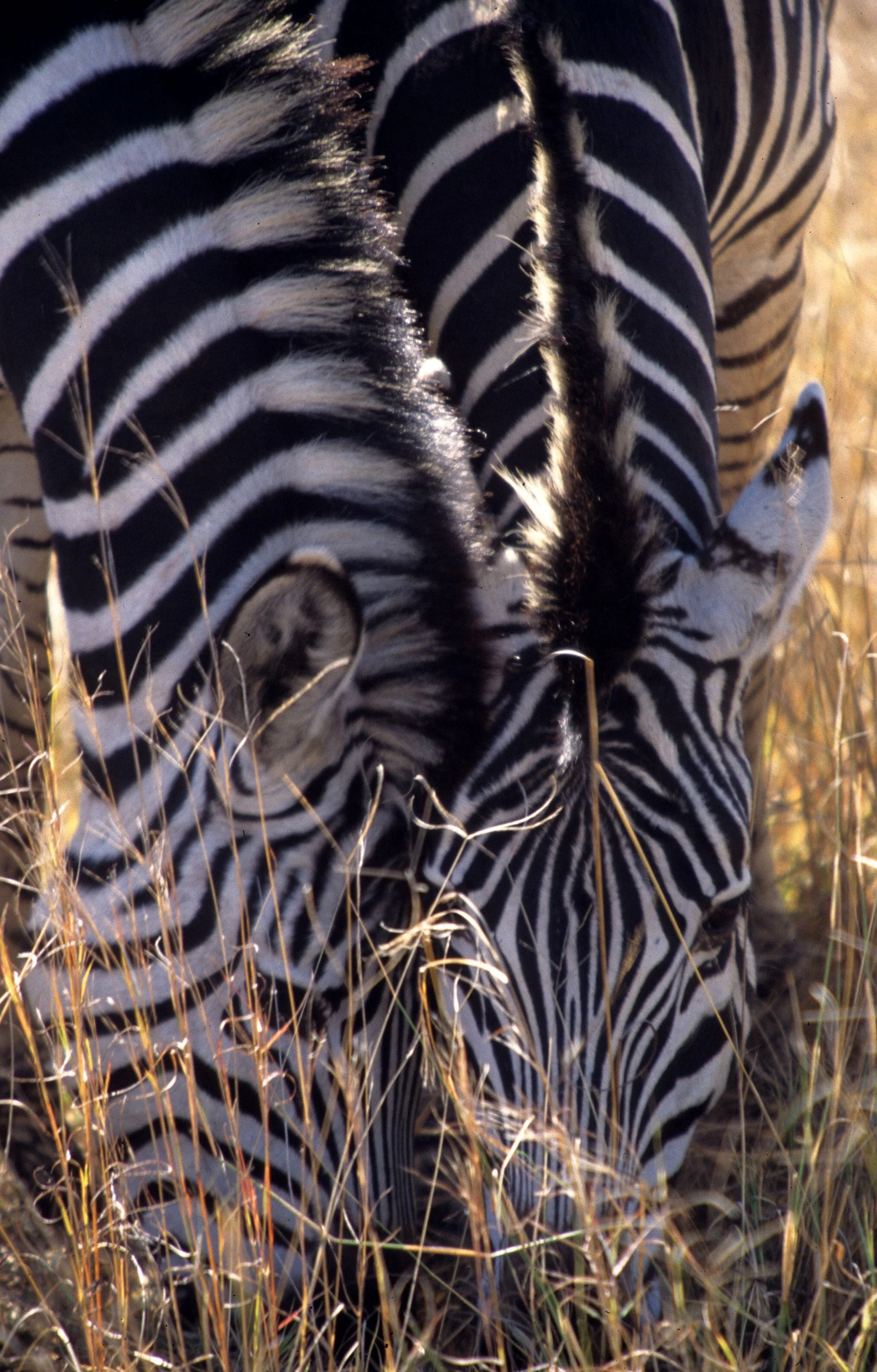 EQUIN - ZEBRA - COMMON - SERENGETI (34).jpg