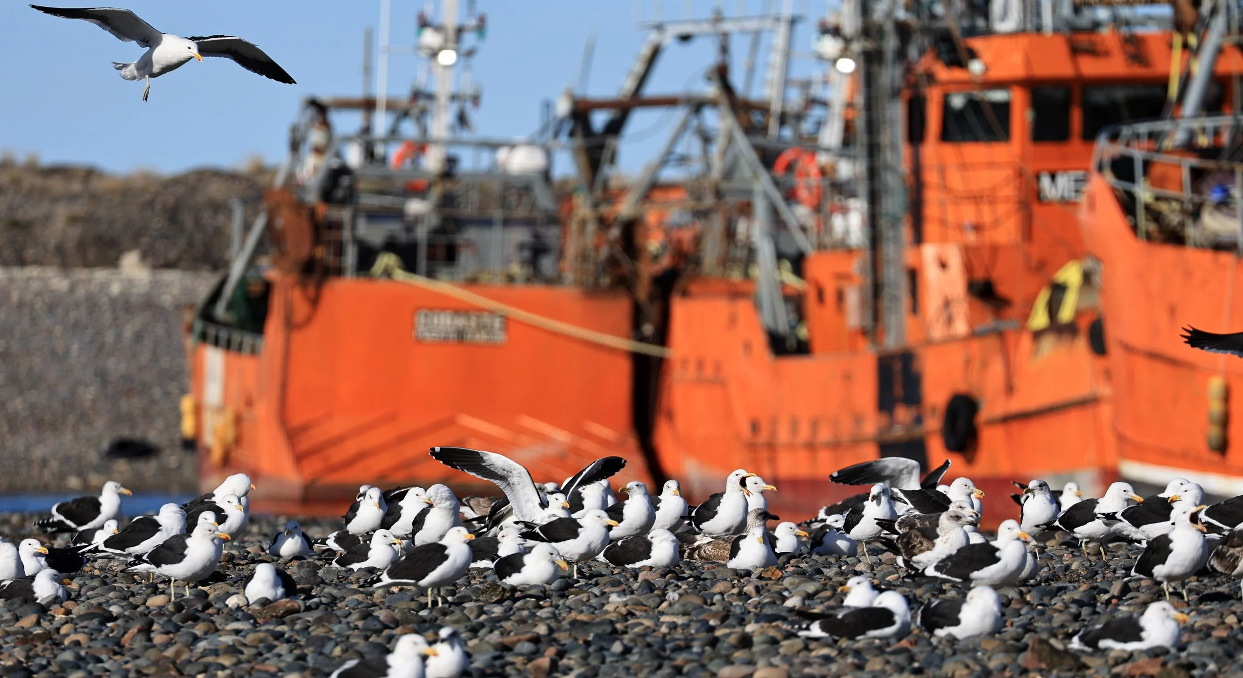 Kelp Gull (Larus dominicanus) Puerto Rawson Argentina (6).jpg