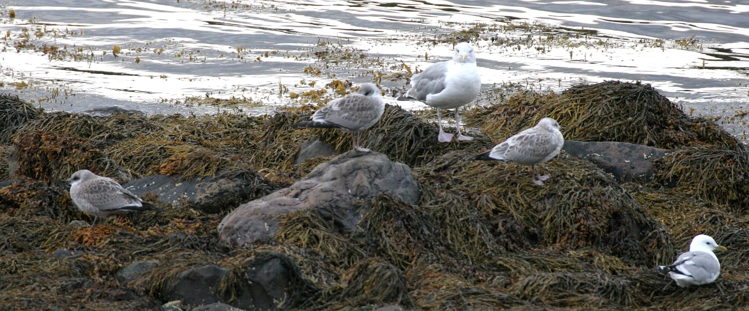 BIRD - GULL - HERRING - IN FJORDS NEAR TROMSO.jpg