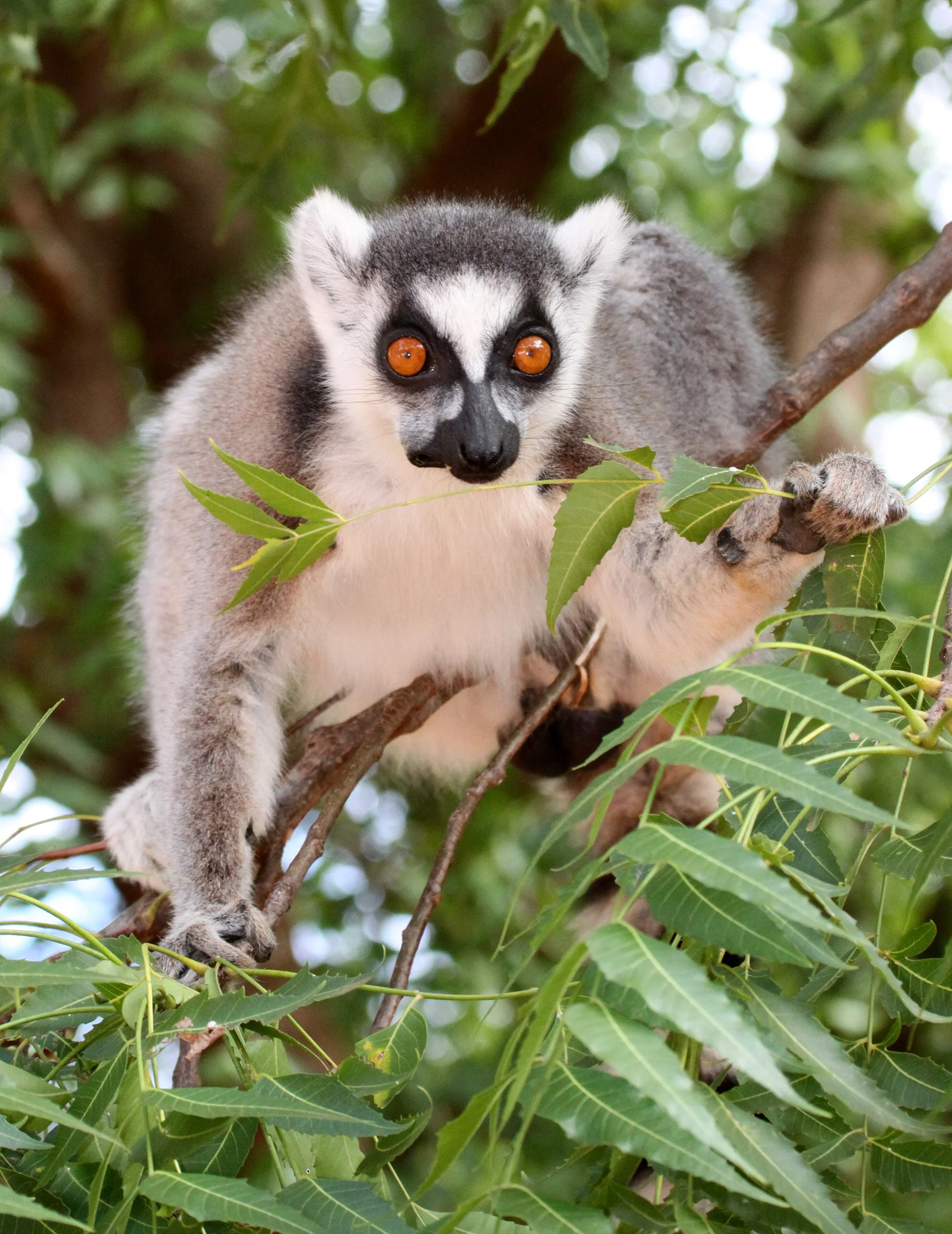 LEMURIDAE - Lemur catta - RING-TAILED LEMUR - BERENTY RESERVE MADAGASCAR (18).JPG