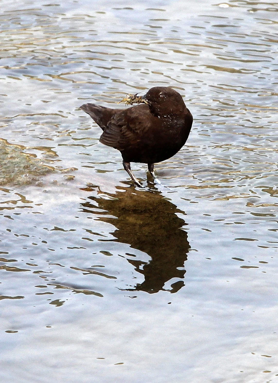 Brown dipper (Cinclus pallasii) Foping City Shaanxi China (7).JPG