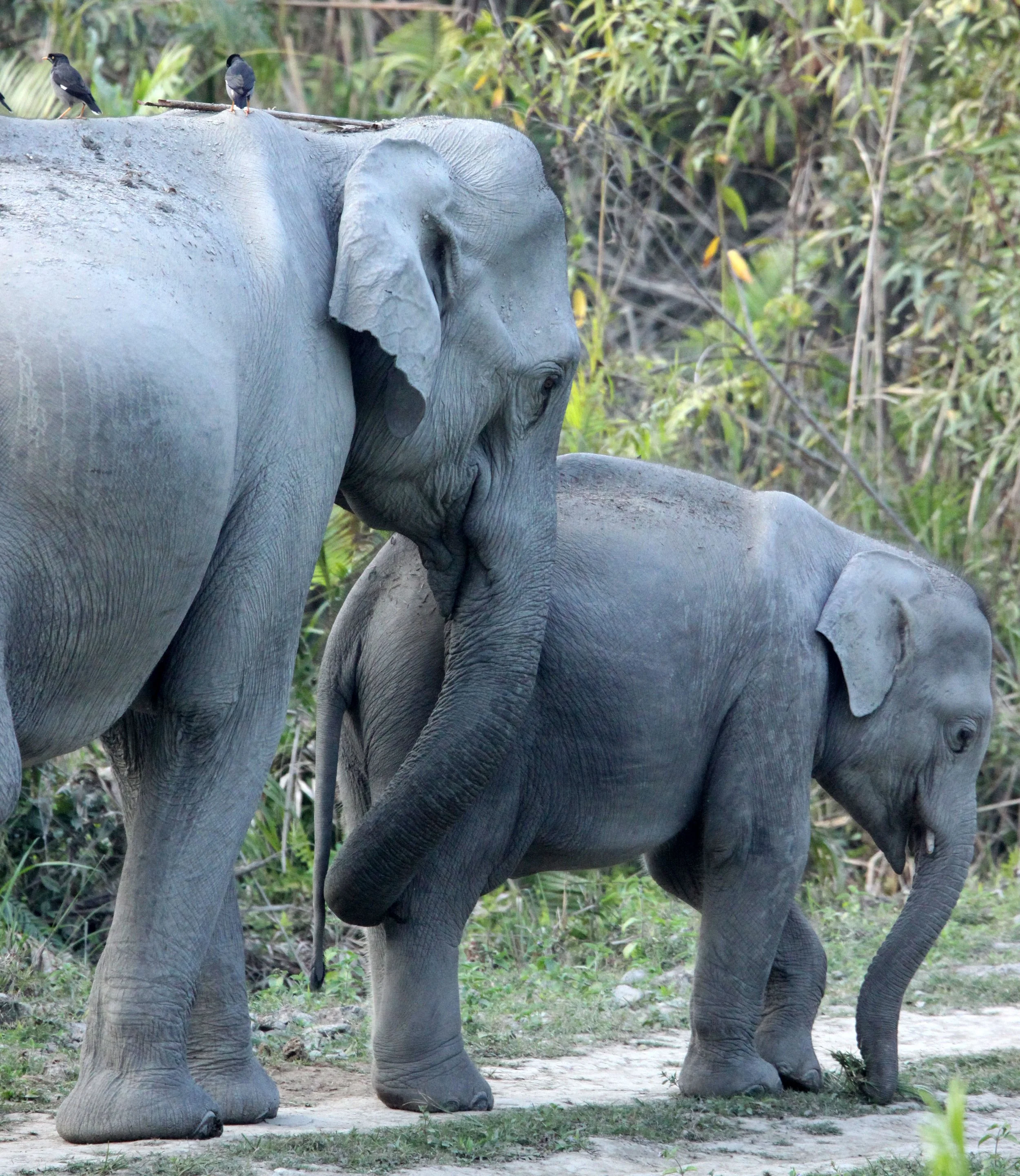 ELEPHANT - ASIAN ELEPHANT - KAZIRANGA NATIONAL PARK ASSAM INDIA (42).JPG