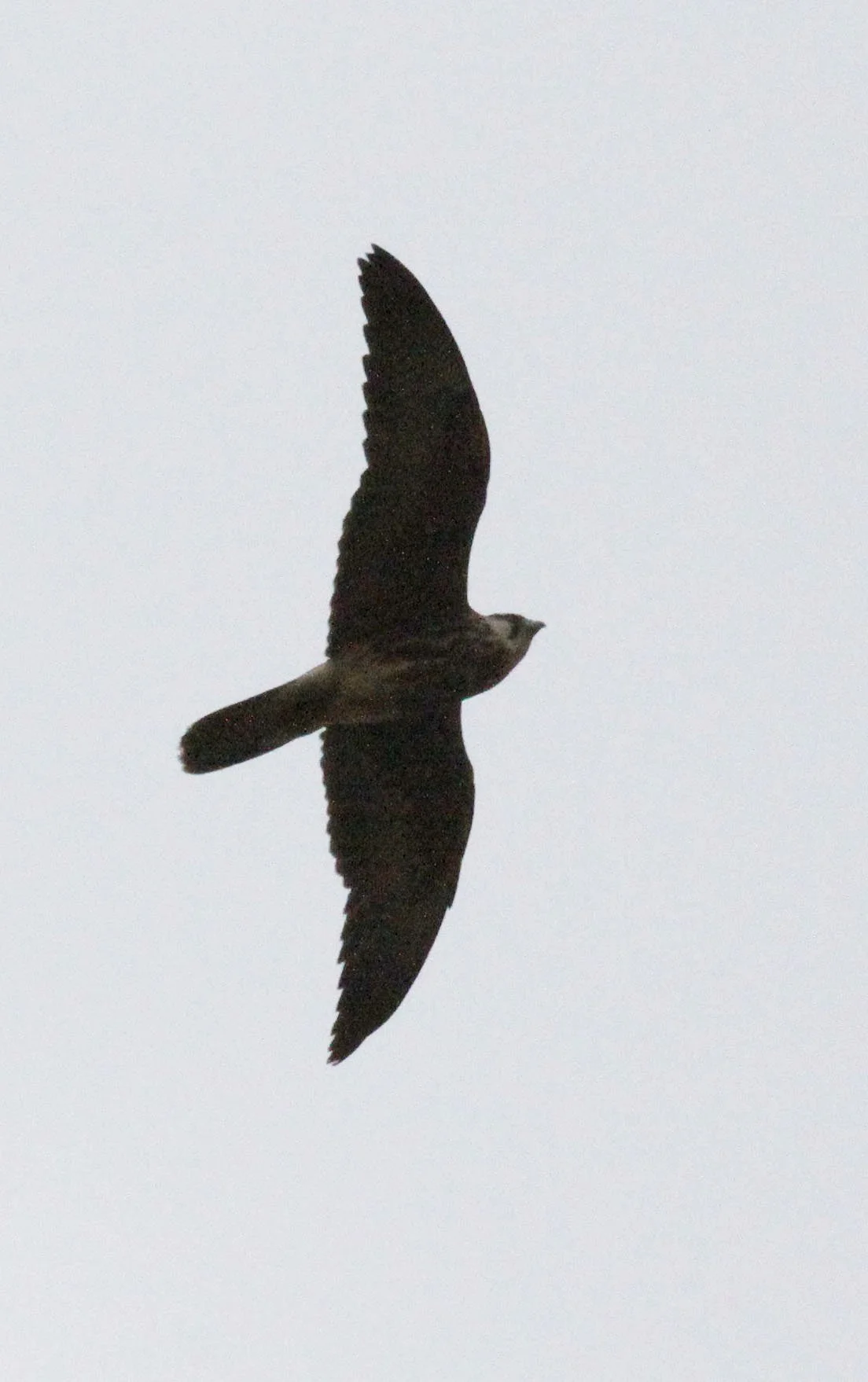 Falco peregrinus minor - AFRICAN PEREGRINE FALCON - BALE MOUNTAINS NATIONAL PARK ETHIOPIA (3).JPG