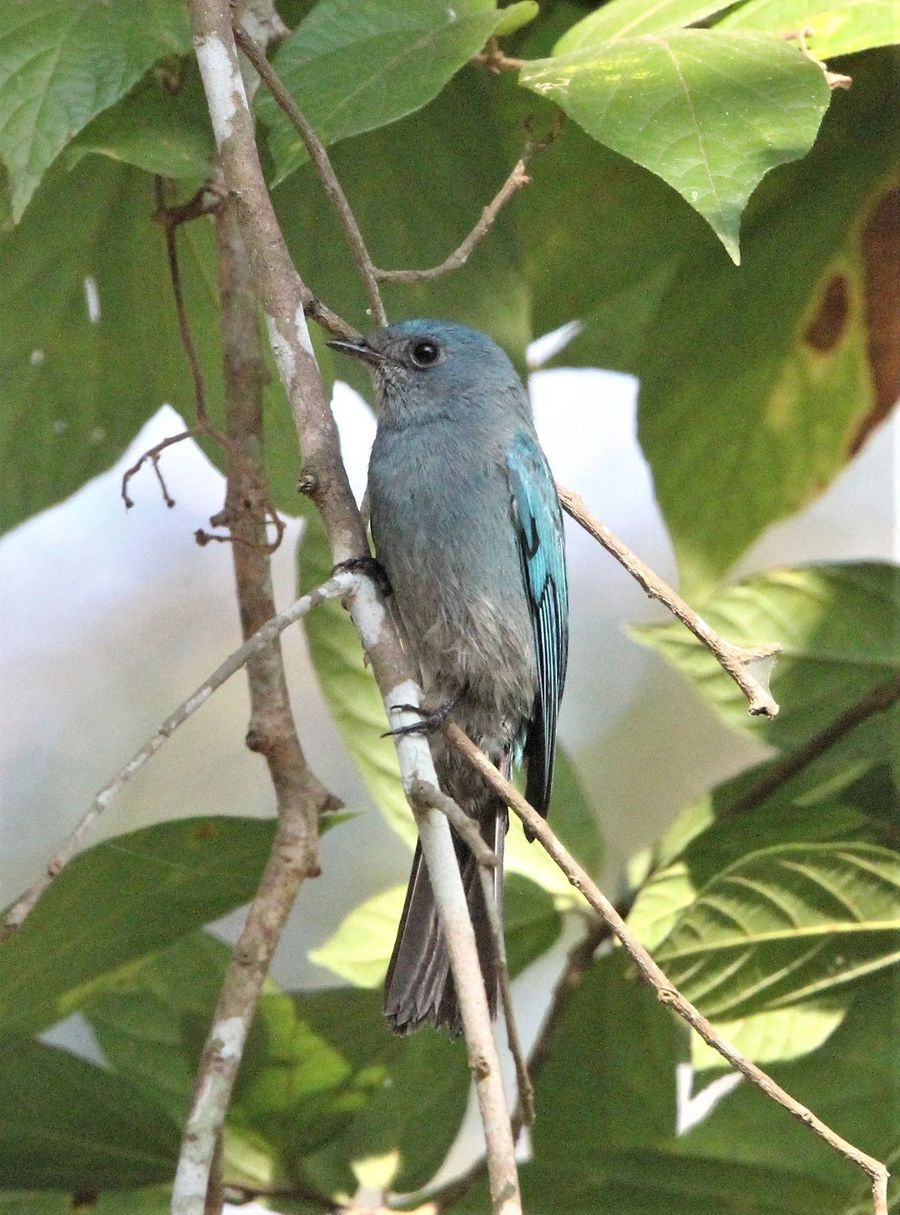 FLYCATCHER - VERDITER FLYCATCHER - Eumyias thalassina - KAENG KRACHAN NP THAILAND (11).jpg