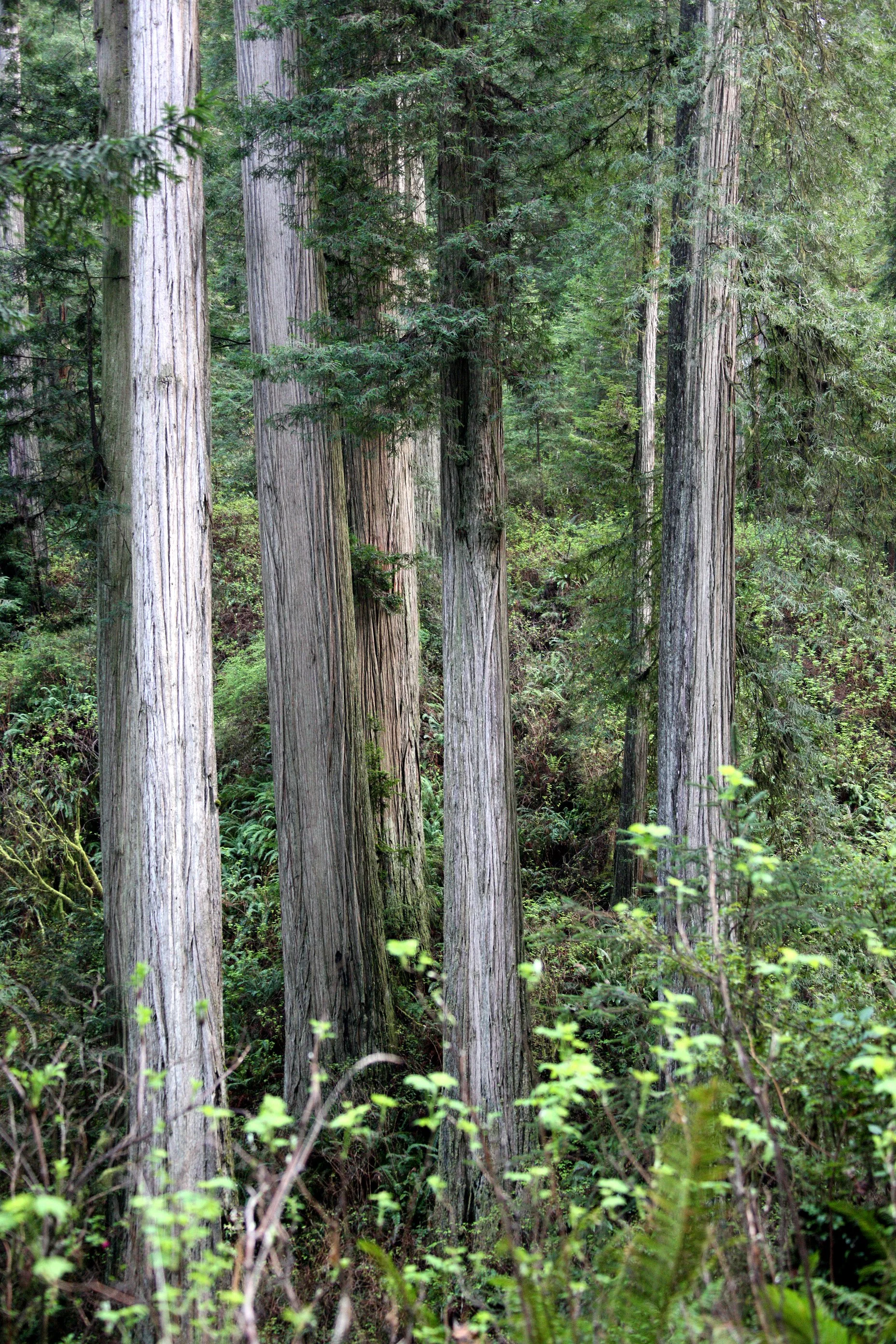 JEDIDIAH SMITH REDWOODS STATE PARK CALIFORNIA (34).JPG