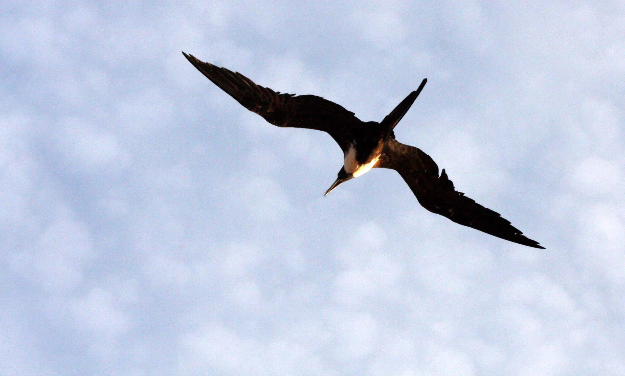Magnificent Frigatebird (Fregata magnificens) Isla Catalina Baja Mexico (8).JPG