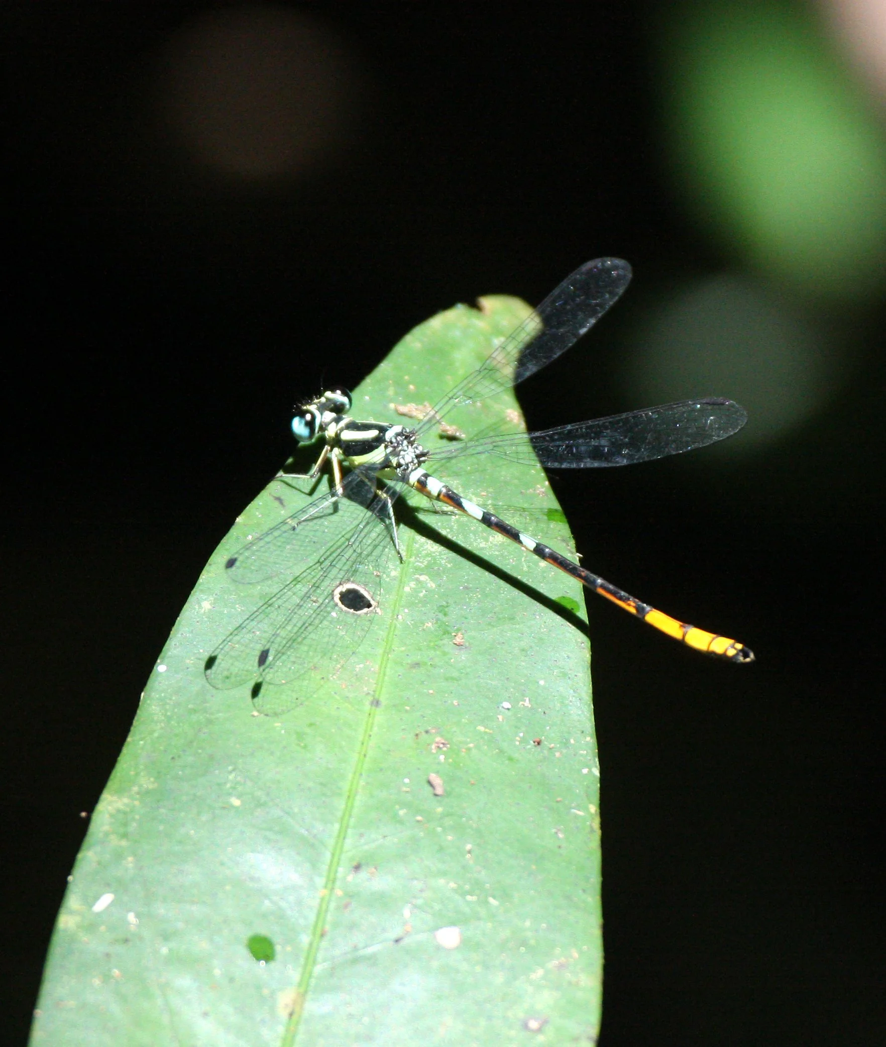 No Lanta Available - Possible Koh Lanta, Thailand