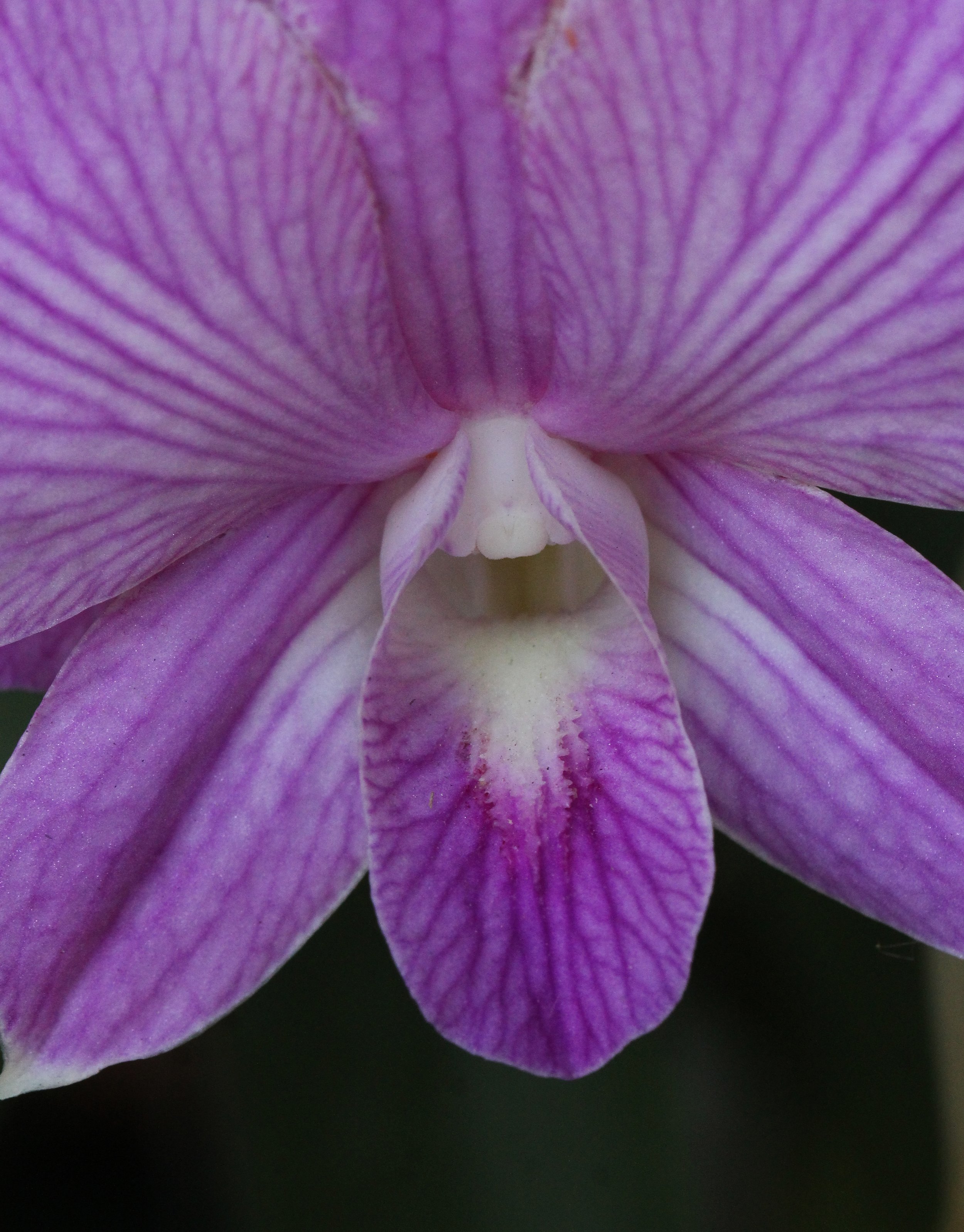 2015 Bangkok Sunset, Orchids and Misc (12).JPG