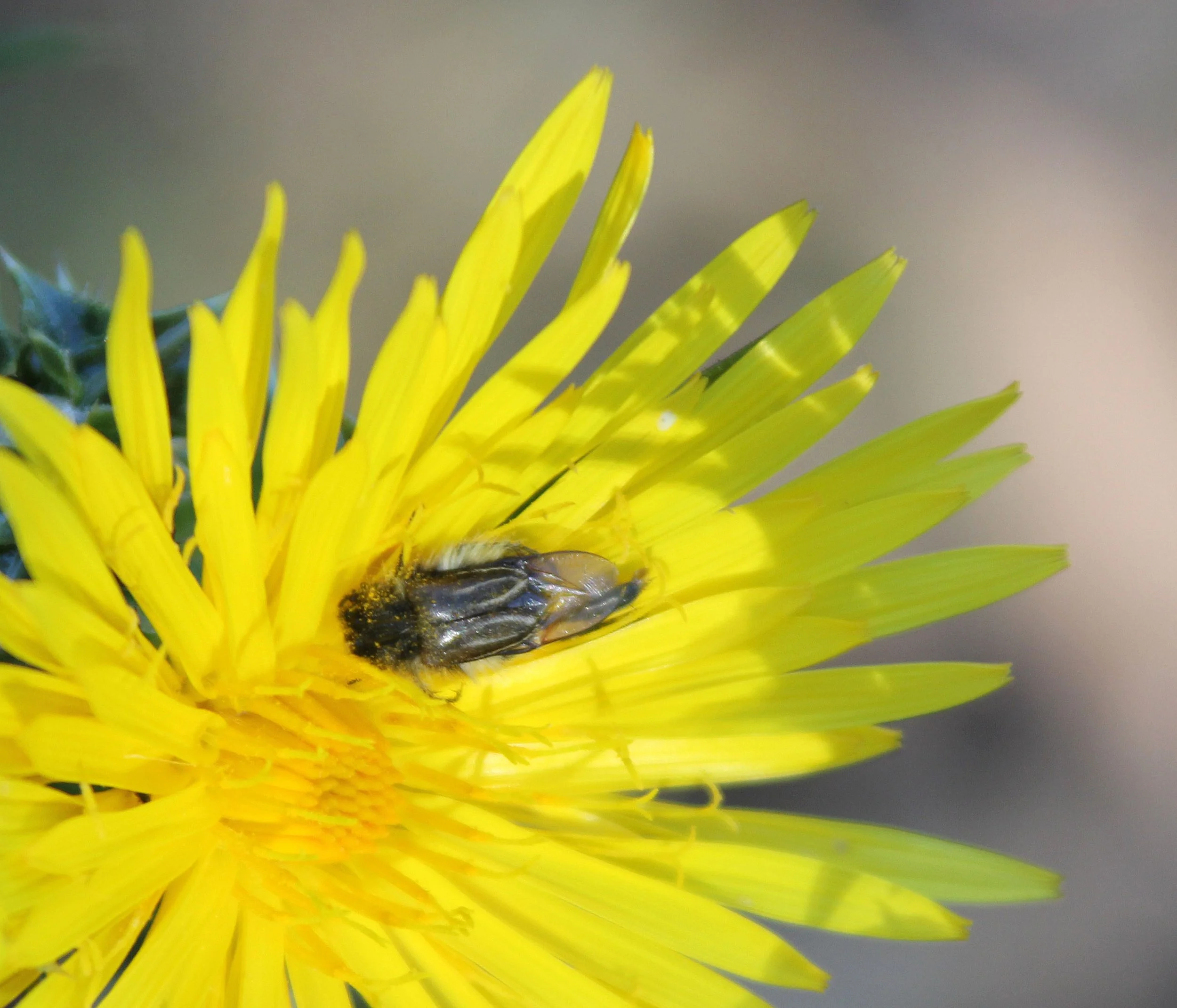 Trichiinae - Unidentified Species 1 - Feija NP, Tunisia (2).JPG