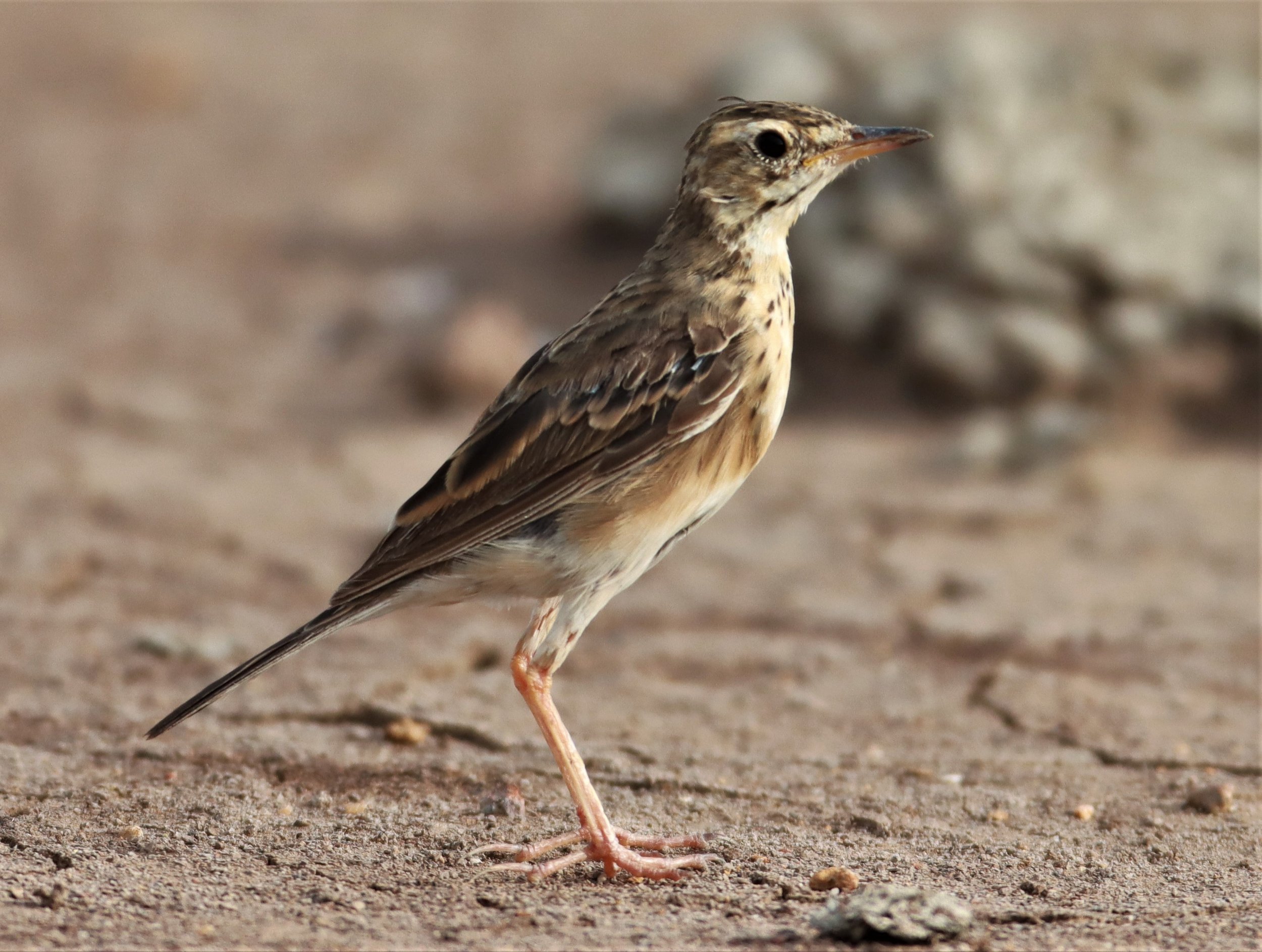 Paddyfield Pipit (Anthus rufulus) BANG KHAEM NAKHON PATHOM (4).jpg