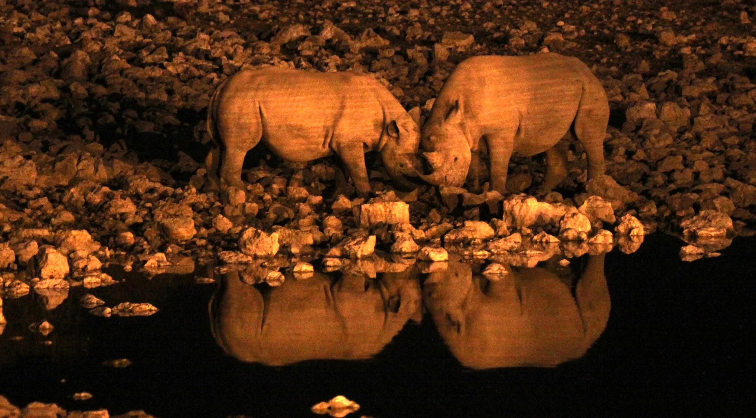 Diceros bicornis occidentalis - SOUTH-WESTERN BLACK RHINO - ETOSHA NATIONAL PARK NAMIBIA (64).JPG