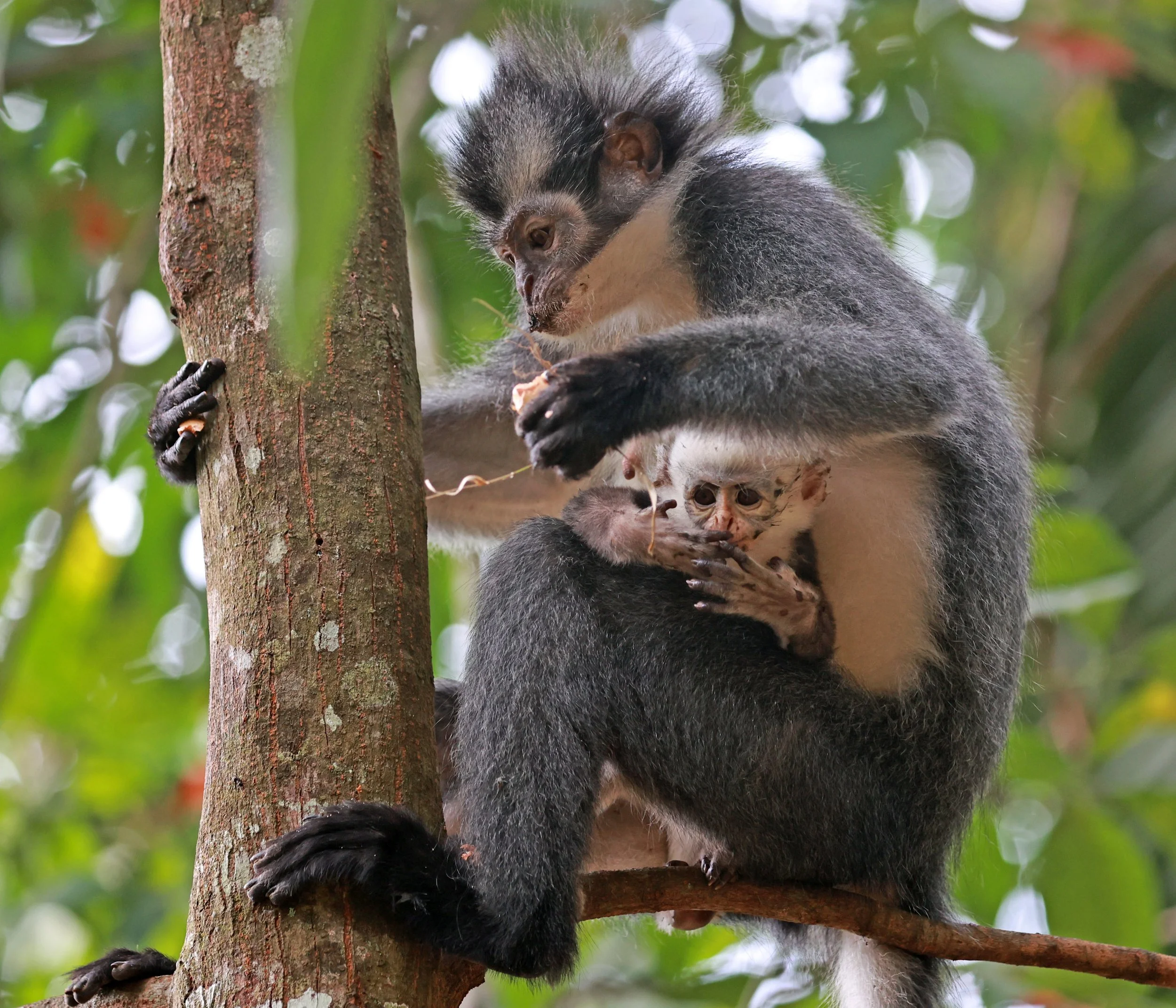 Thomas's Langur (Presbytis thomasi) Bukit Lawang Gunung Leuser NP Sumatra Indonesia (53).jpg
