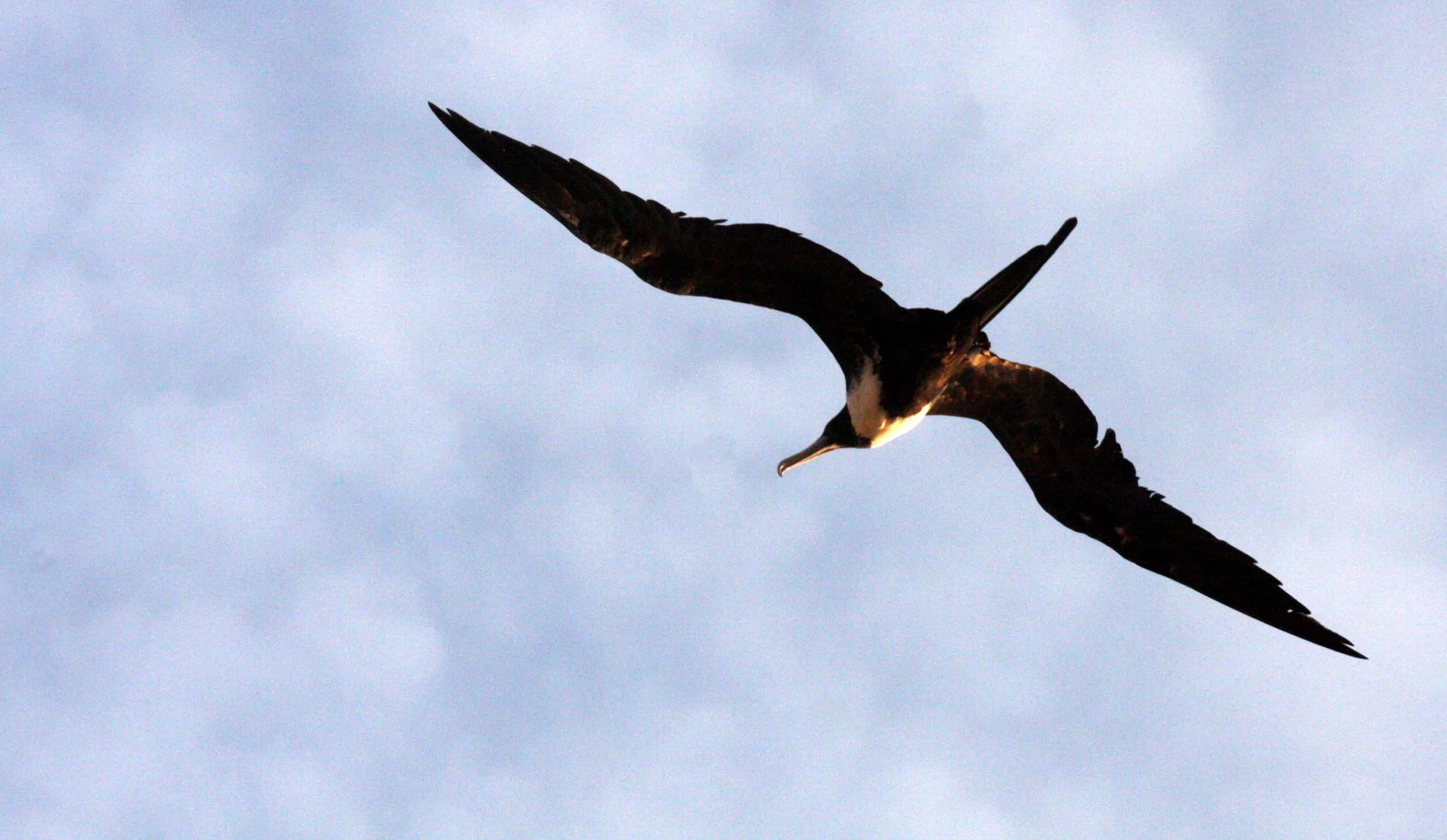 Magnificent Frigatebird (Fregata magnificens) Isla Catalina Baja Mexico (9).JPG