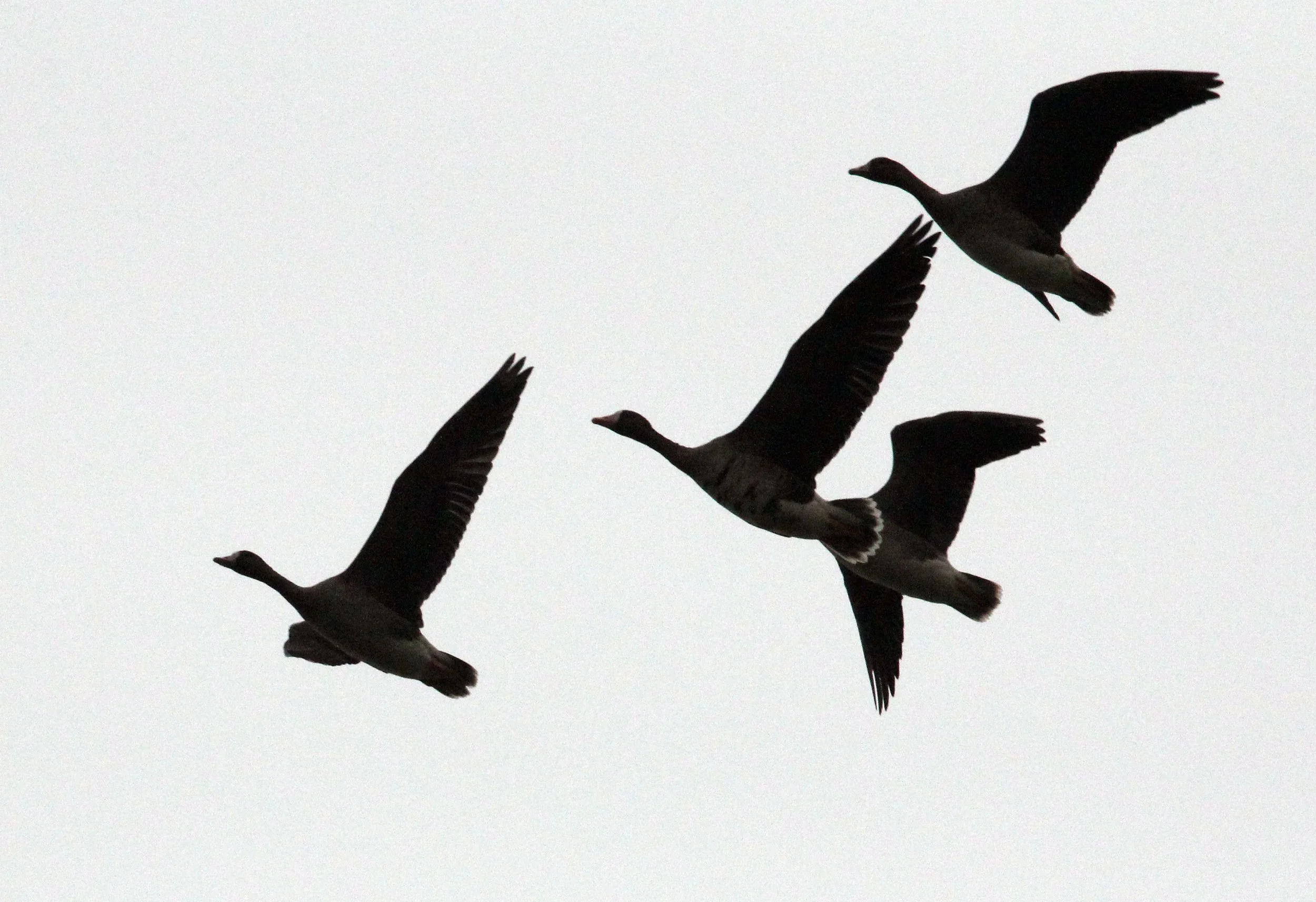 GOOSE - GREYLAG GOOSE - Anser anser - POYANG LAKE JIANGXI PROVINCE CHINA (3).JPG