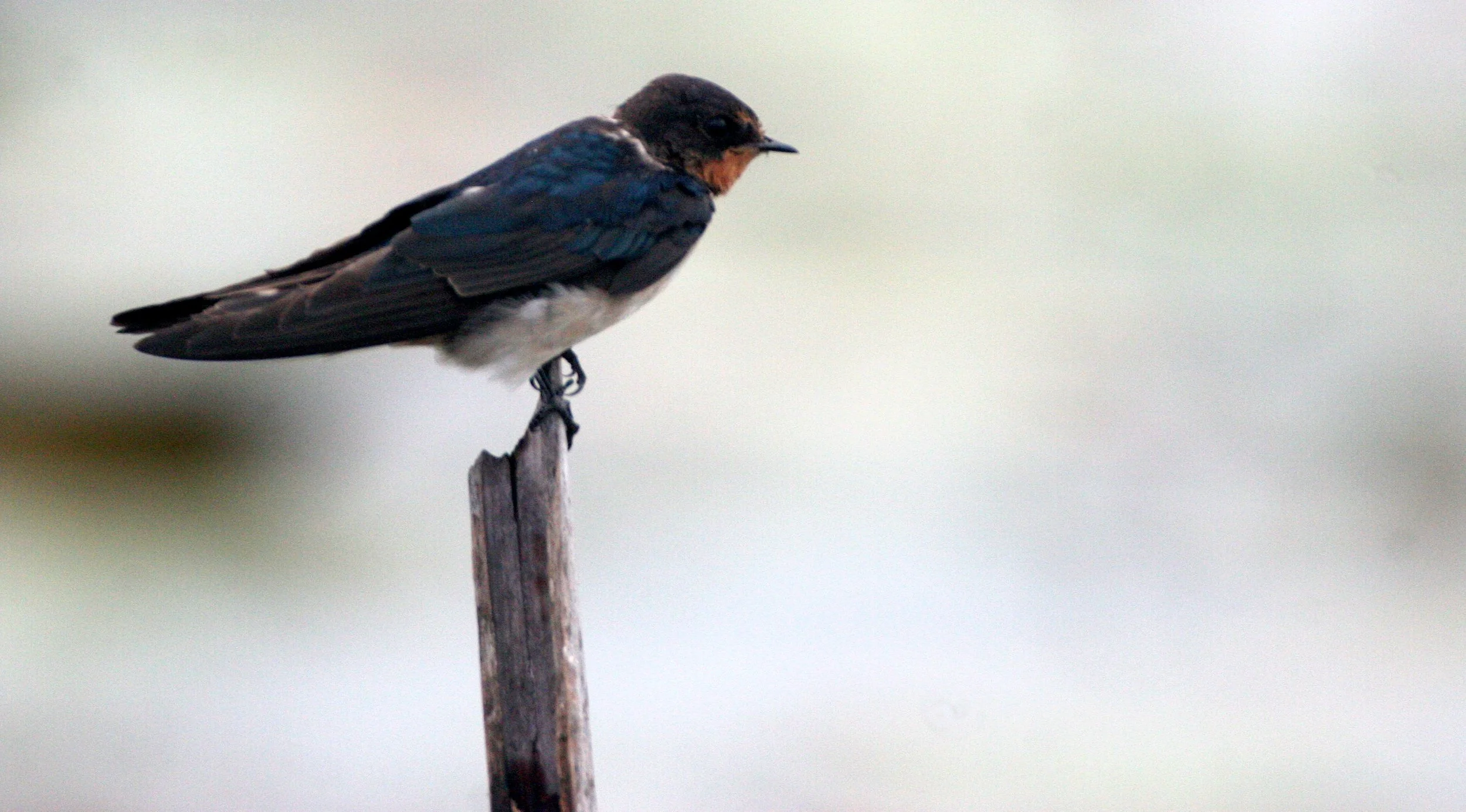 Barn Swallow (Hirundo rustica) Bueng Boraphet Thailand (1).JPG