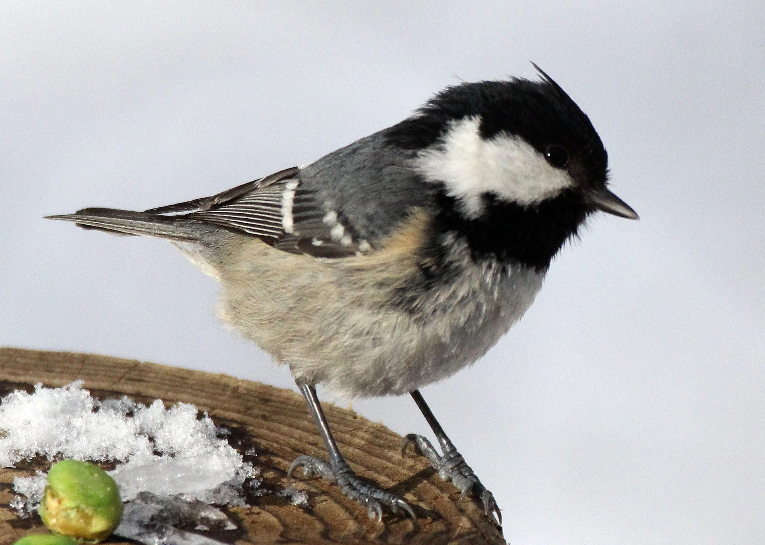Coal Tit (Periparus ater) Kinohiroba Park, Abashiri, Hokkaido Japan (7).JPG
