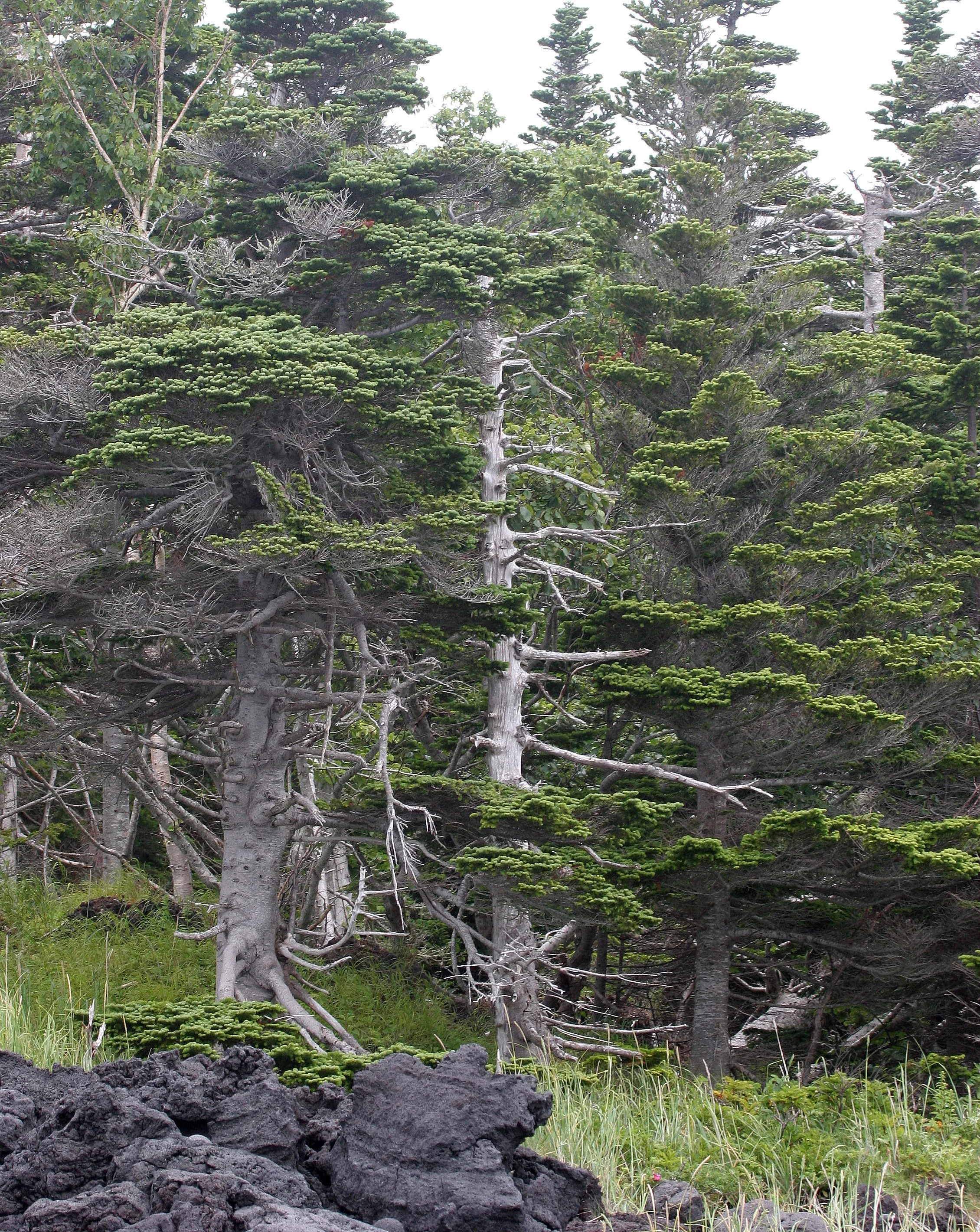 KURIL ISLANDS - FLORA  (32).jpg