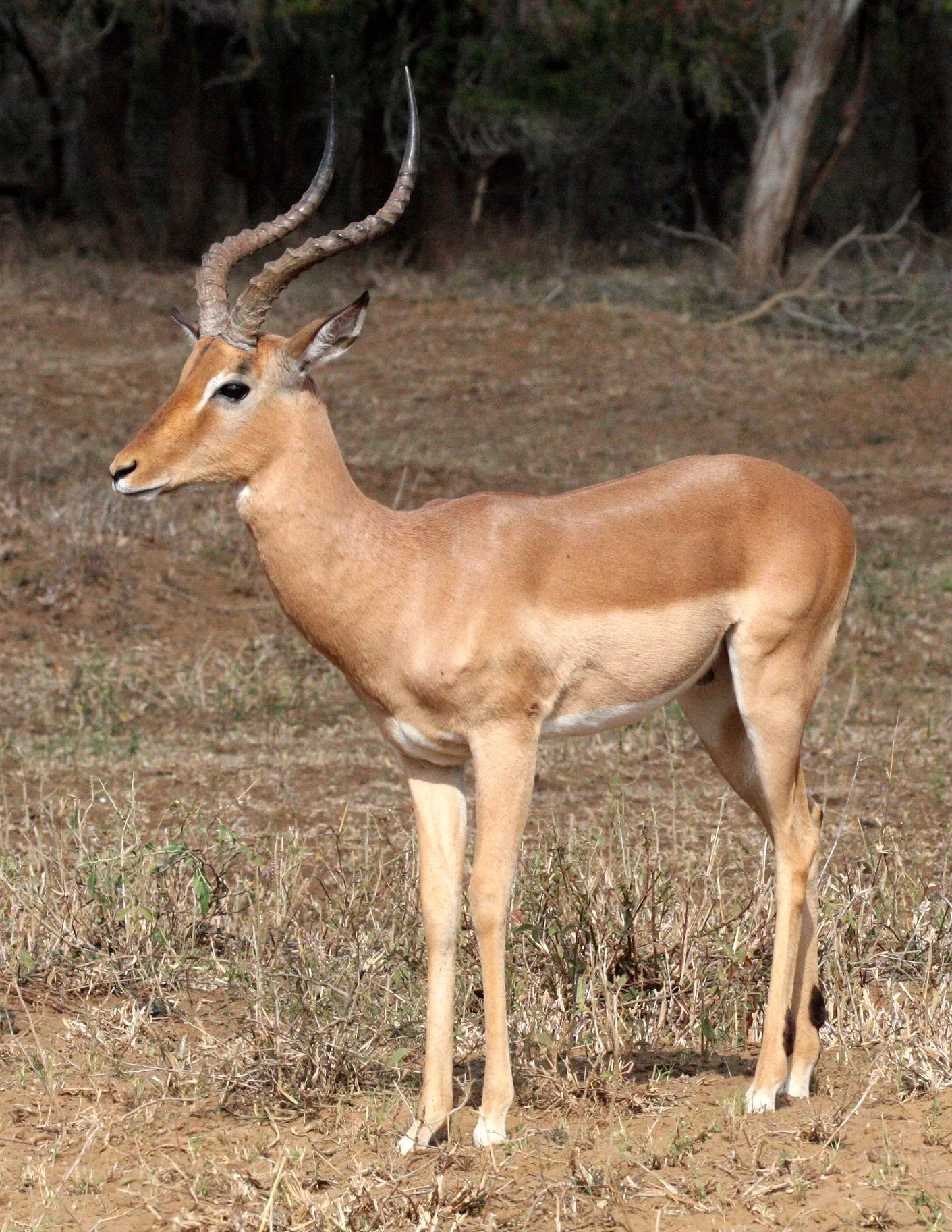 IMPALA - COMMON IMPALA - Aepyceros melampus - IMFOLOZI NATIONAL PARK SOUTH AFRICA (16).JPG