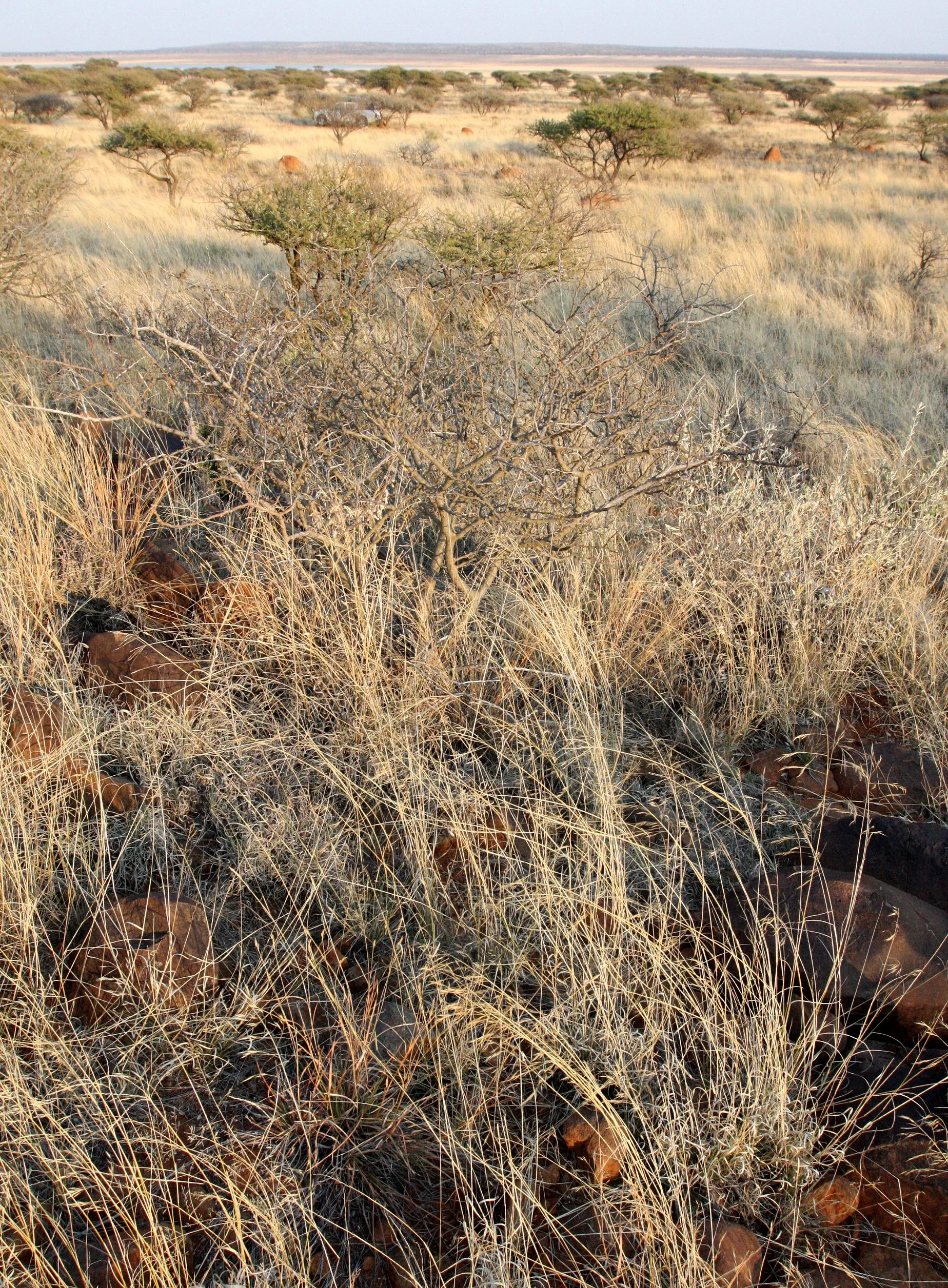 KIMBERLY DESERT MARRICK CAMP SOUTH AFRICA - VELD COMMUNITY (2).JPG