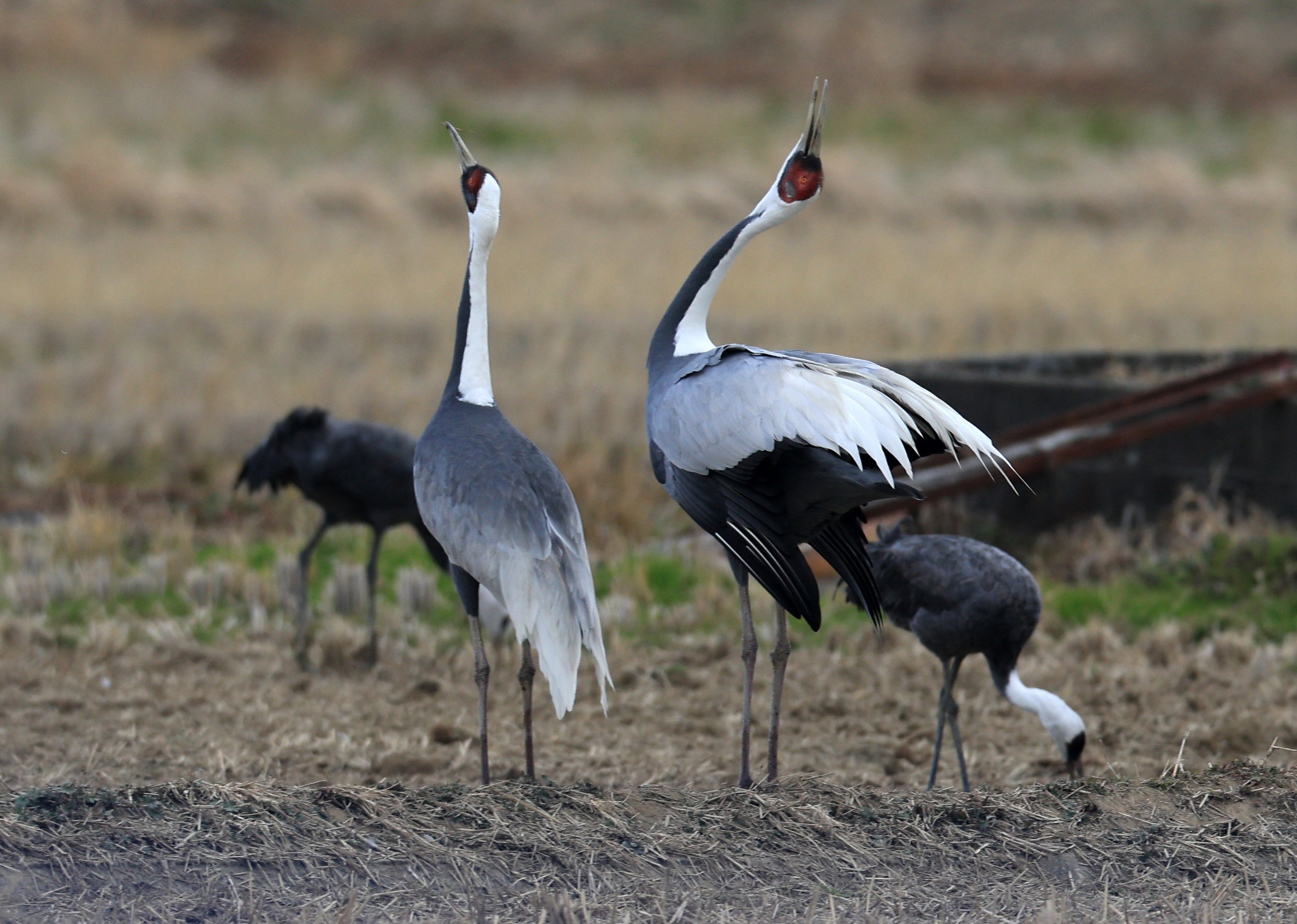 White-naped Crane (Antigone vipio) Izumi Crane Park & Center, Izumi Kagoshima Kyushu Japan (136).jpg