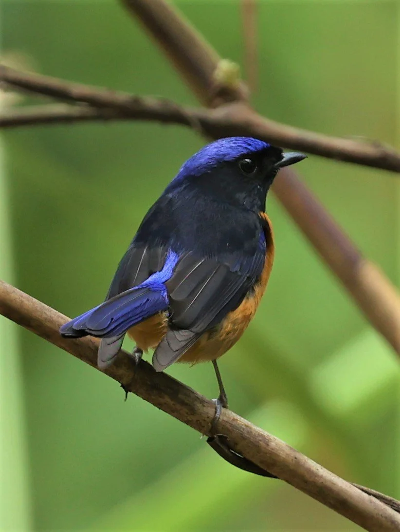 NILTAVA - RUFOUS-BELLIED NILTAVA - Niltava sundar - DOI SAN JU (DOI LANG WEST) FEB 2022 (30).jpg
