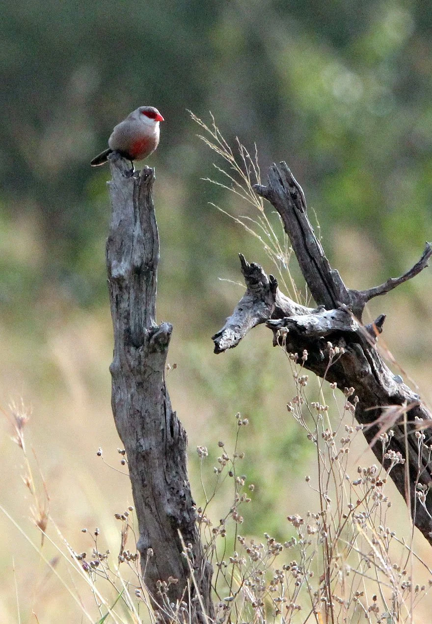 Common waxbill (Estrilda astrild) Masai Mara Kenya