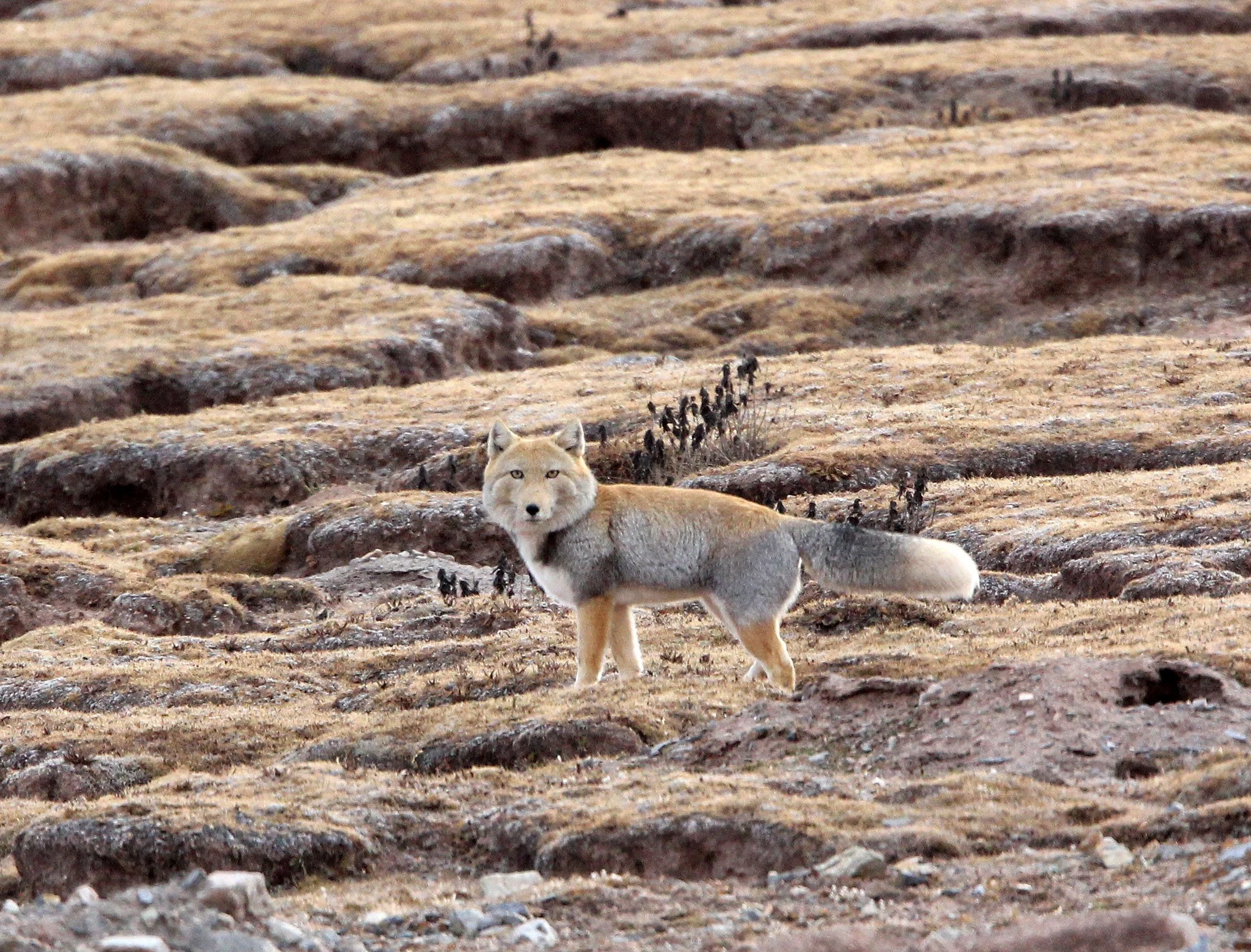 Vulpes ferrilata Tibetan Fox — Coke Smith Wildlife