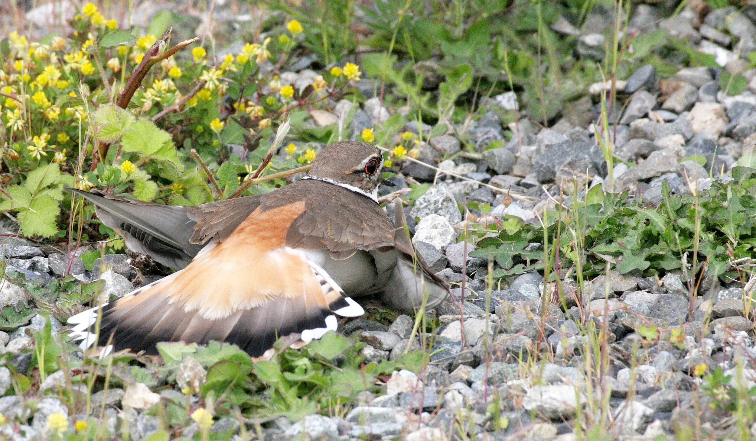 BIRD - KILLDEER - SEQUIM WA (11).JPG