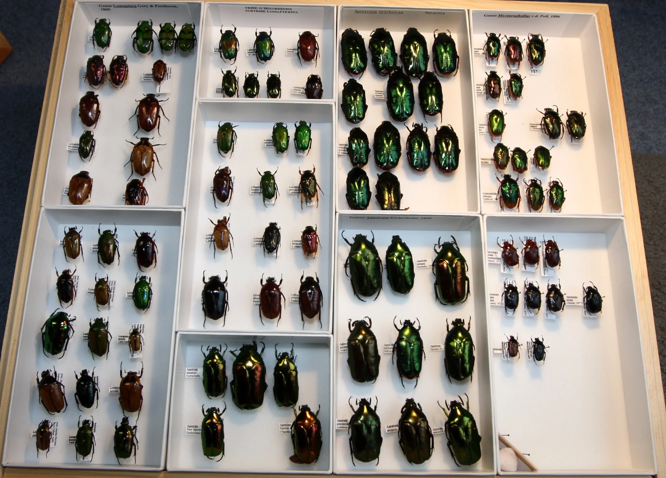 Cetoniinae 7 – Schizorhinini – Australia, Pacific Islands cetoniinae.JPG