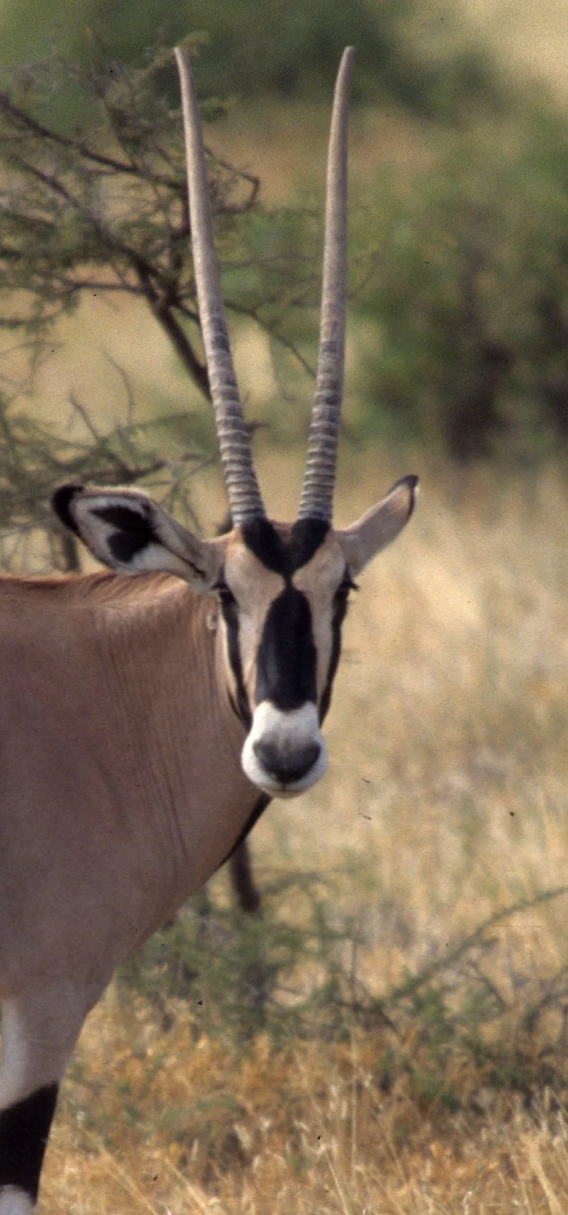 BOVID - ORYX - BEISA - SHABA (7).jpg