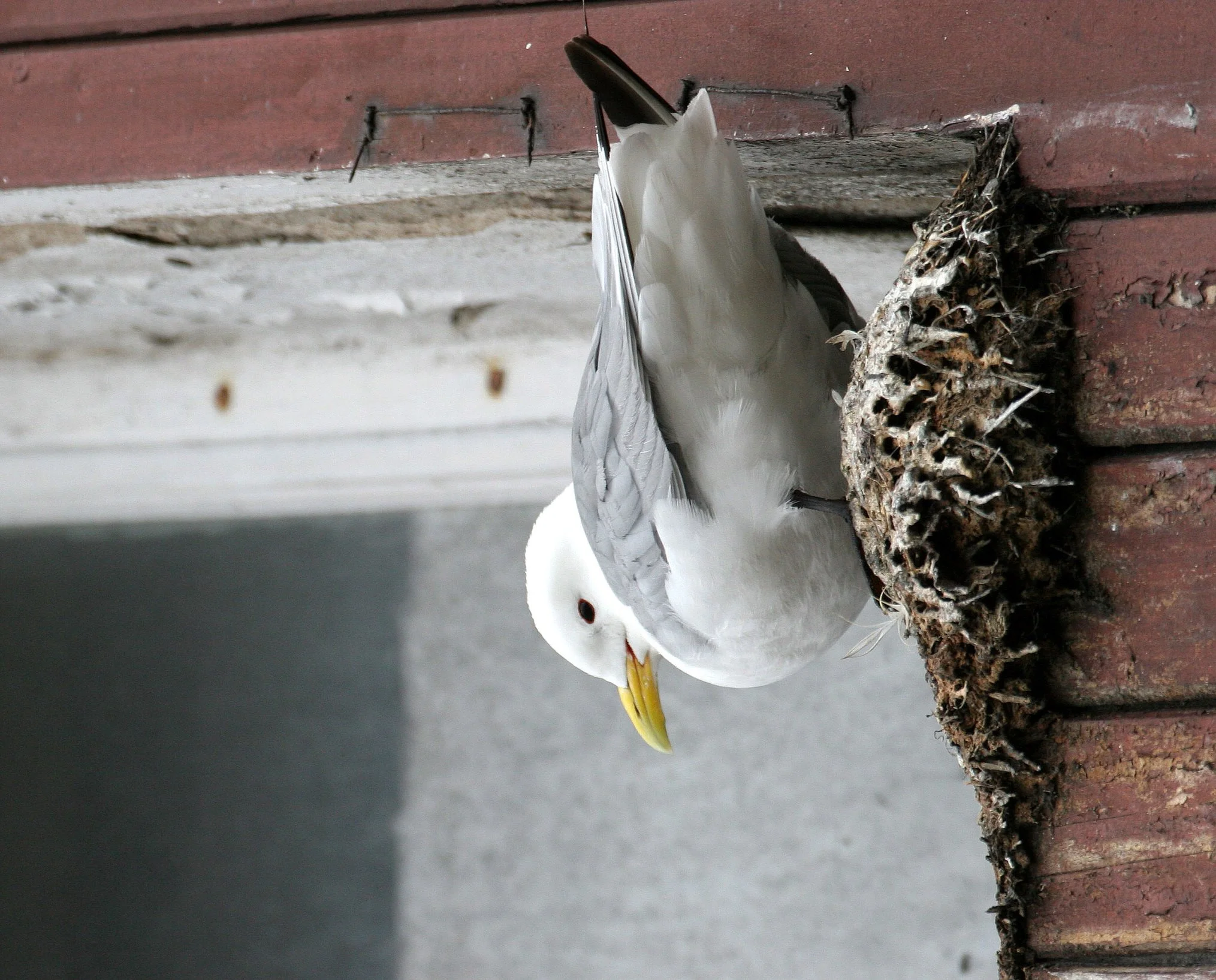 BIRD - KITTIWAKE - BLACK-LEGGED - SVALBARD (8).jpg