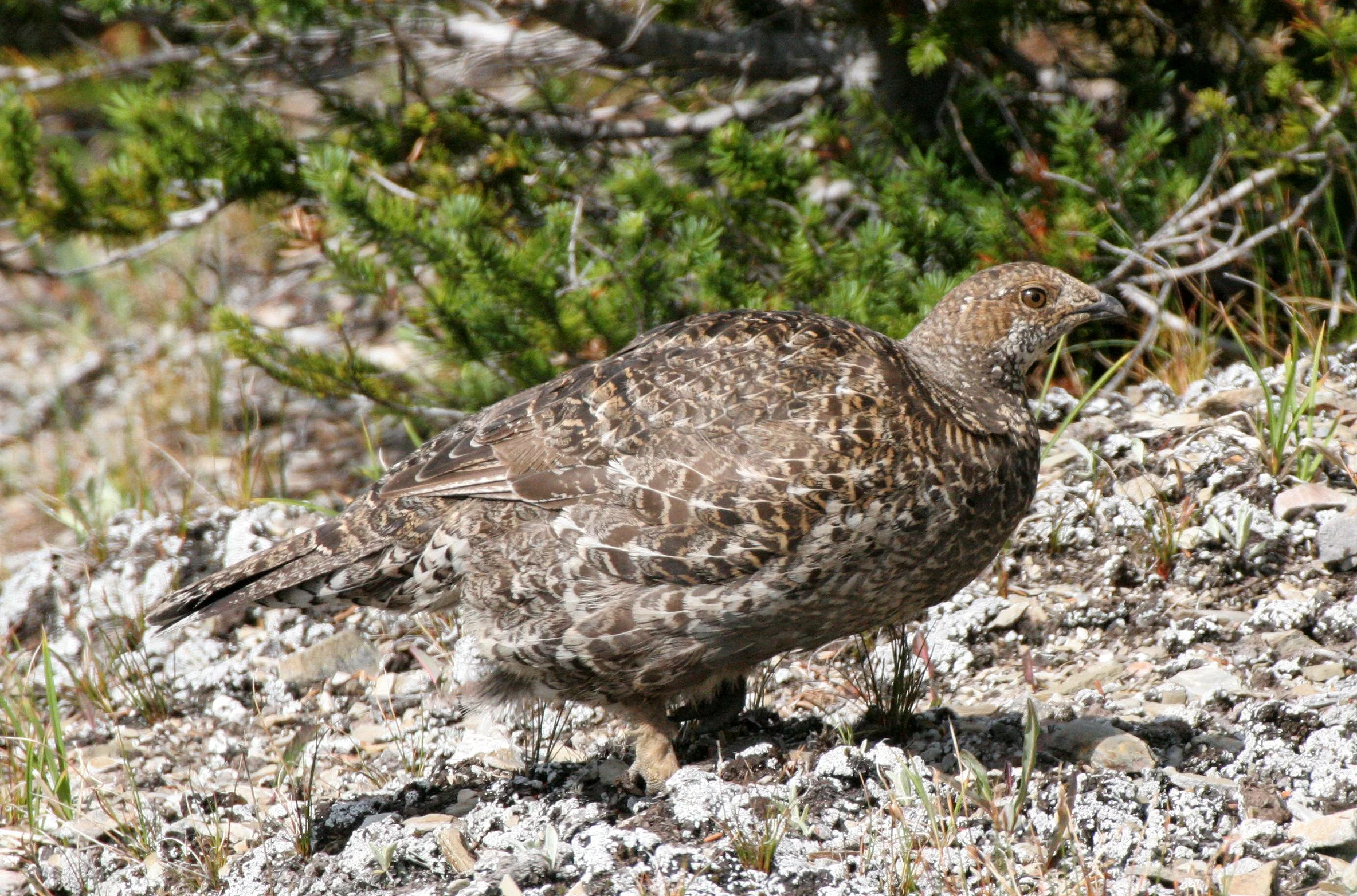 BIRD - GROUSE - BLUE-GROUSE - OLYMPIC NATIONAL PARK (8).JPG
