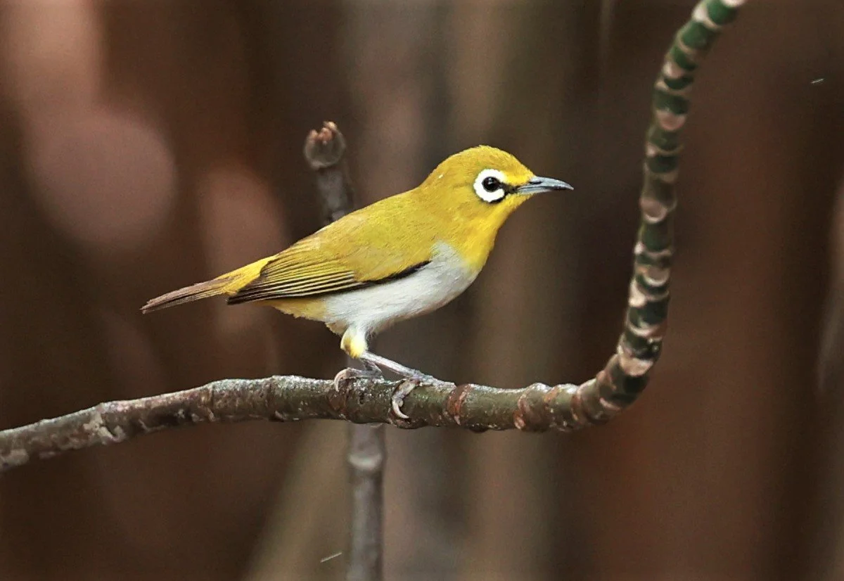 Swinhoe's White-eye (Zosterops simplex) Bang Pu Recreational Park & Mangrove Forest (95).jpg