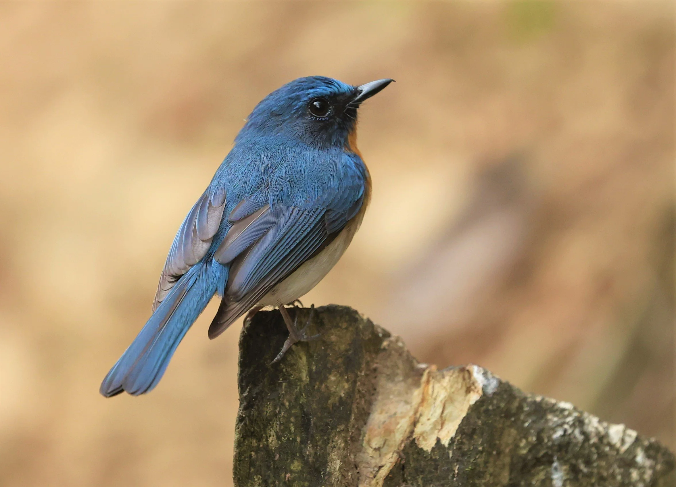 FLYCATCHER - INDOCHINESE BLUE-FLYCATCHER - Cyornis sumatrensis - SRI SATCHANALAI NP MANAO WATERHOLE MAY 1 2022 (46).jpg