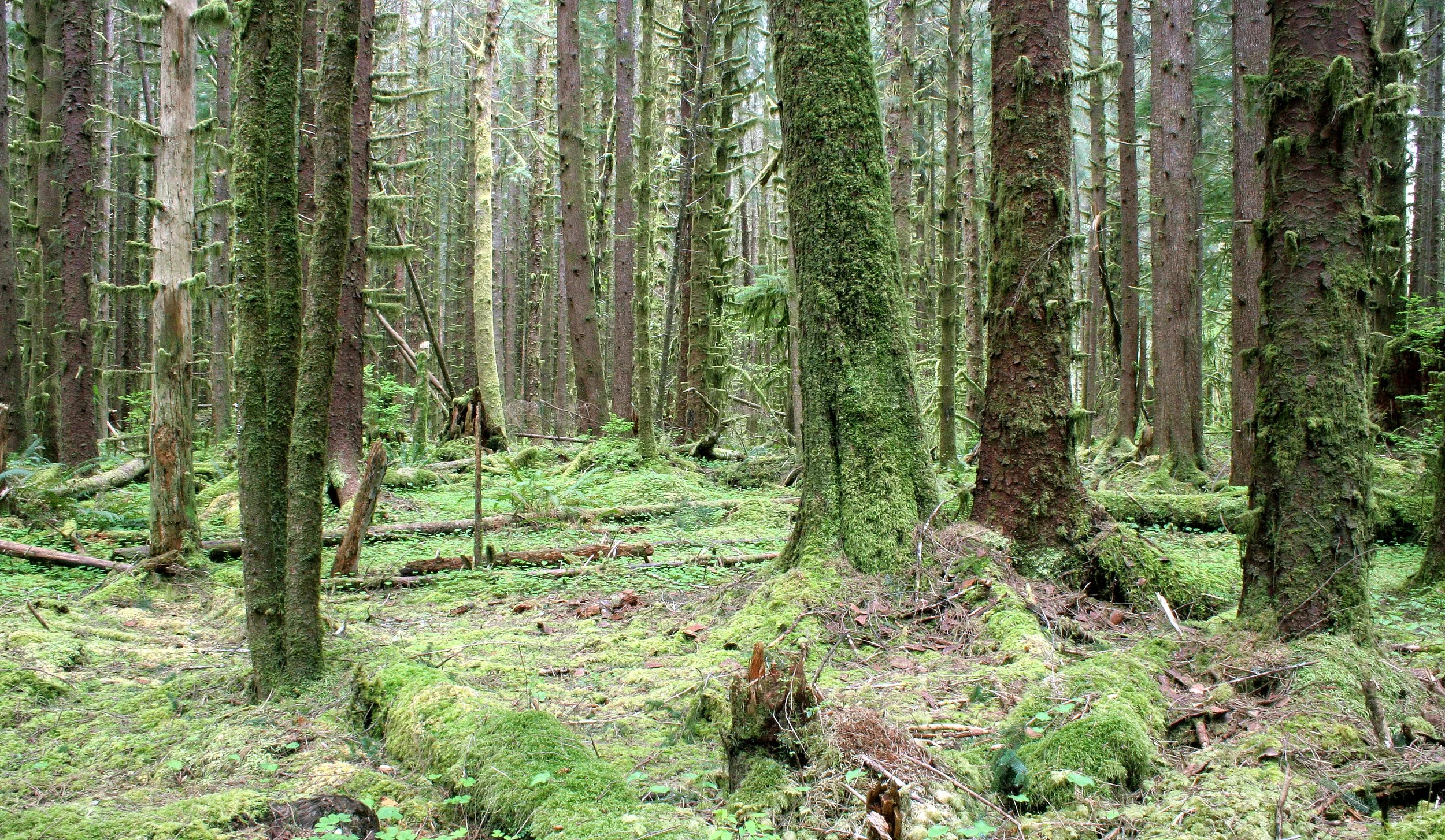 HOH RIVER VALLEY - HALL OF MOSSES (18).JPG
