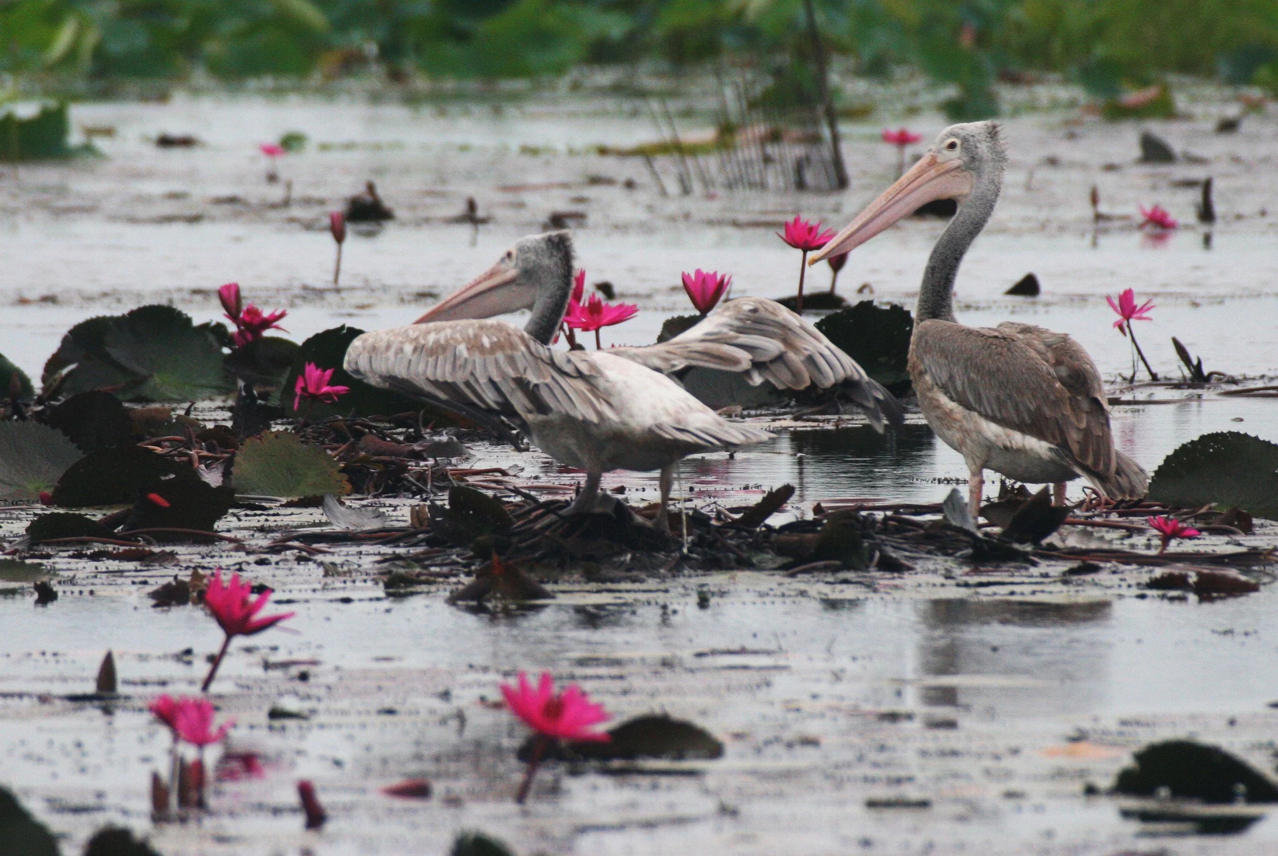 PELICAN - SPOT-BILLED PELICAN - Pelecanus philippensis - BUENG BORAPHET THAILAND (18).JPG