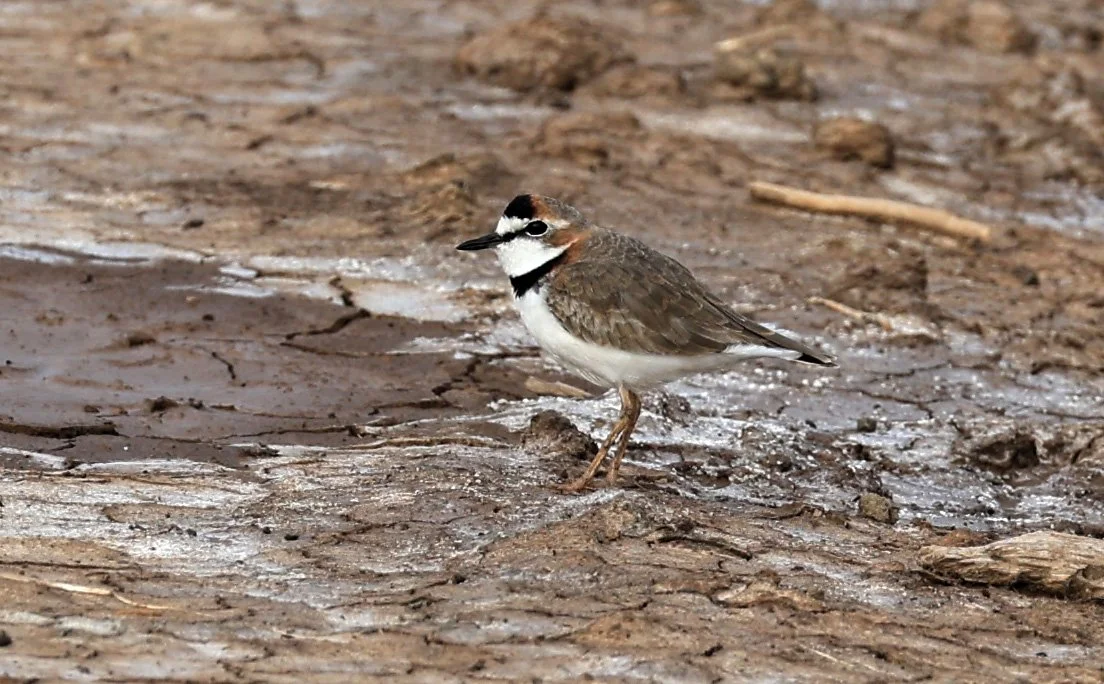 Collared Plover (Anarhynchus collaris) Chaco Lodge & Laguna Salada Paraguay (23).jpg
