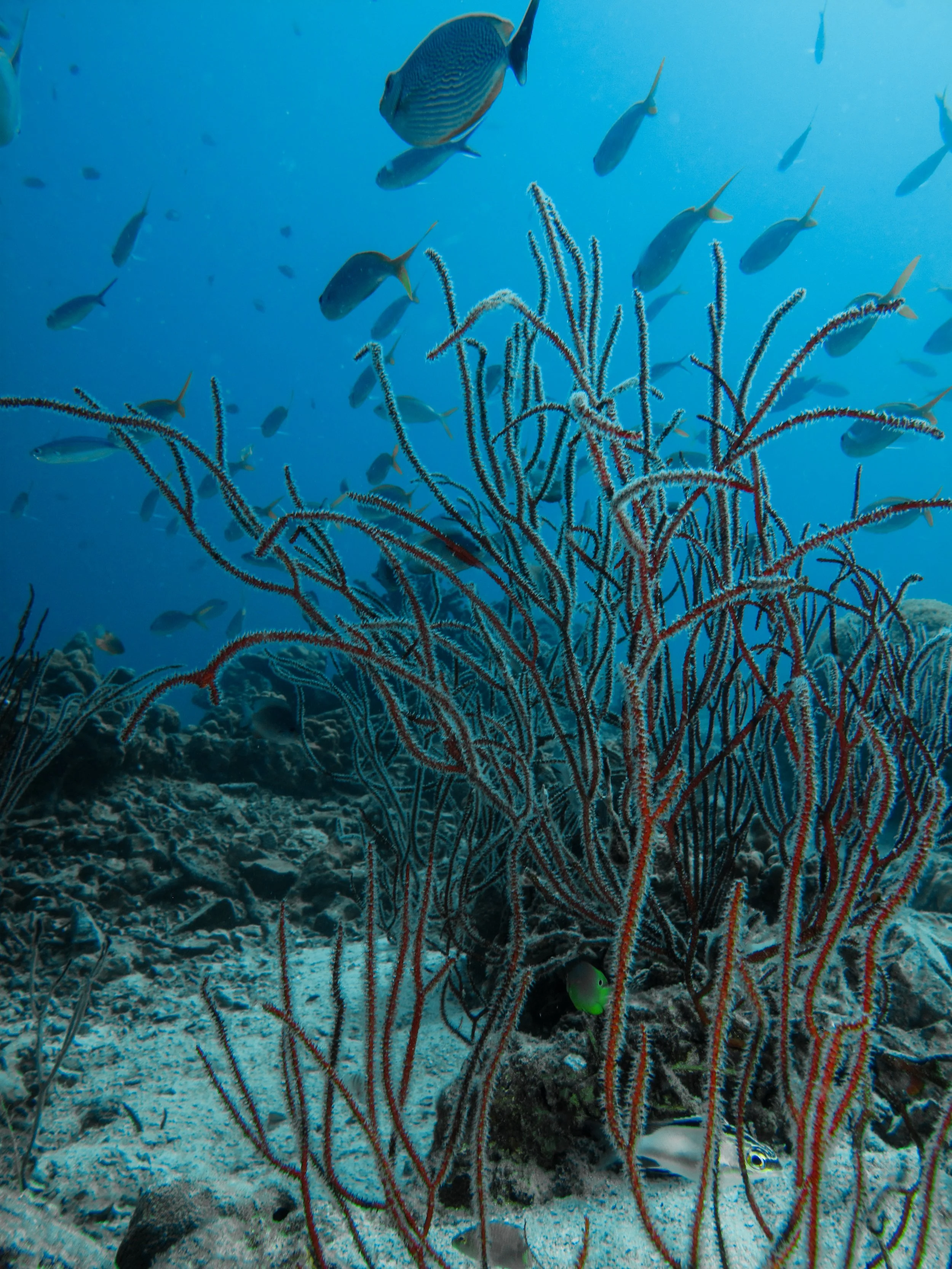 2013 Koh Lanta Dive Trip Koh Ha (109).jpg