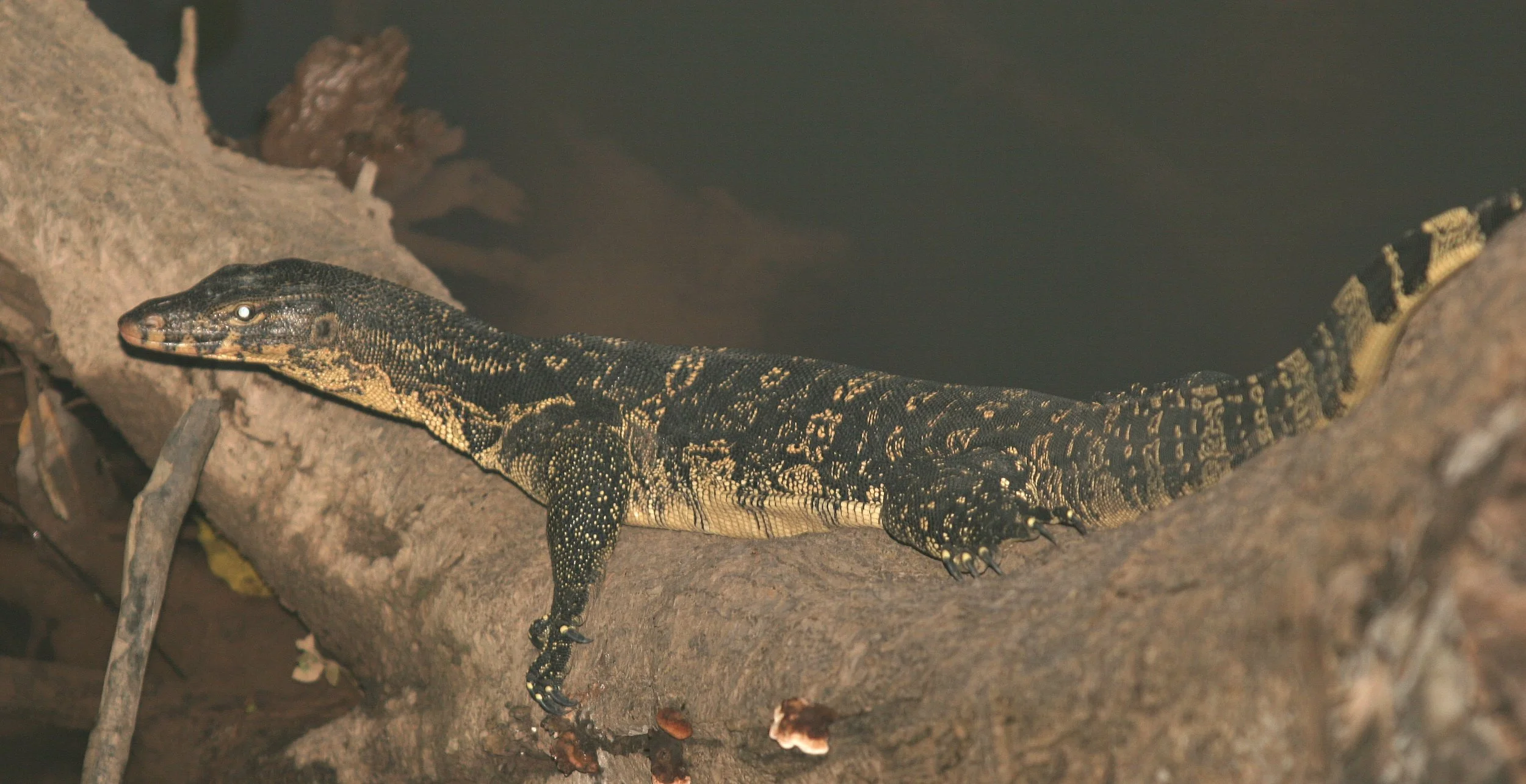 Varanus salvator macromaculatus - SOUTHEAST ASIAN WATER MONITOR LIZARD - KHAO YAI NATIONAL PARK THAILAND (16).jpg